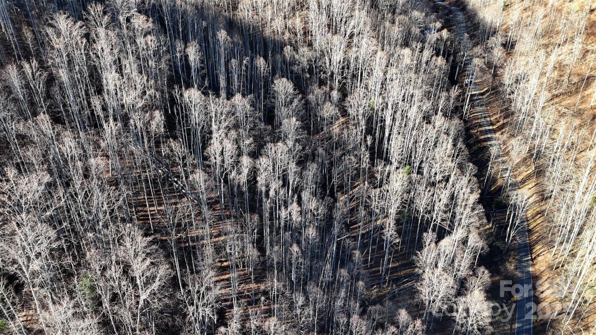 15 +/- Acres Riddle Branch Road - Photo 33