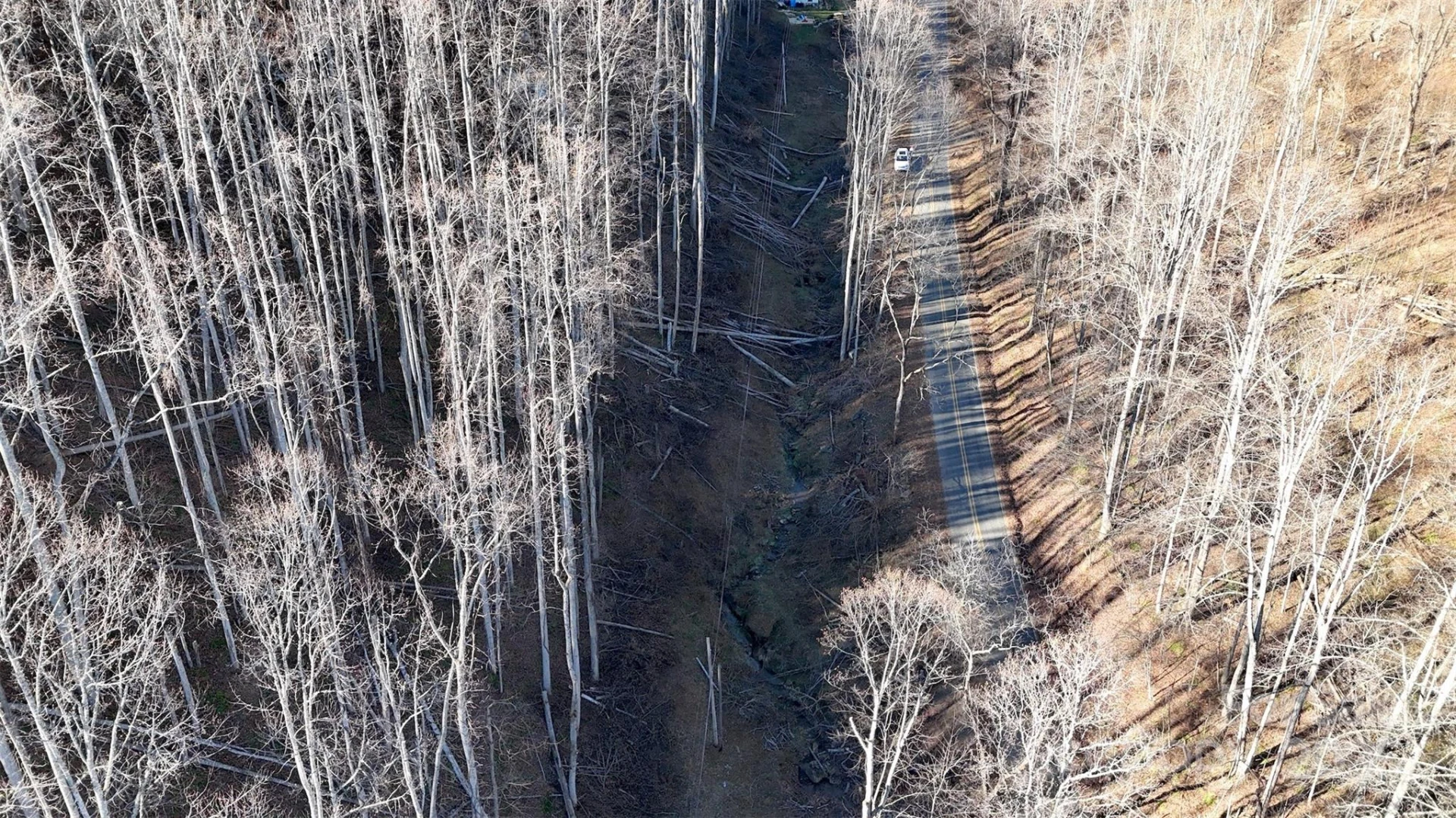 15 +/- Acres Riddle Branch Road - Photo 34