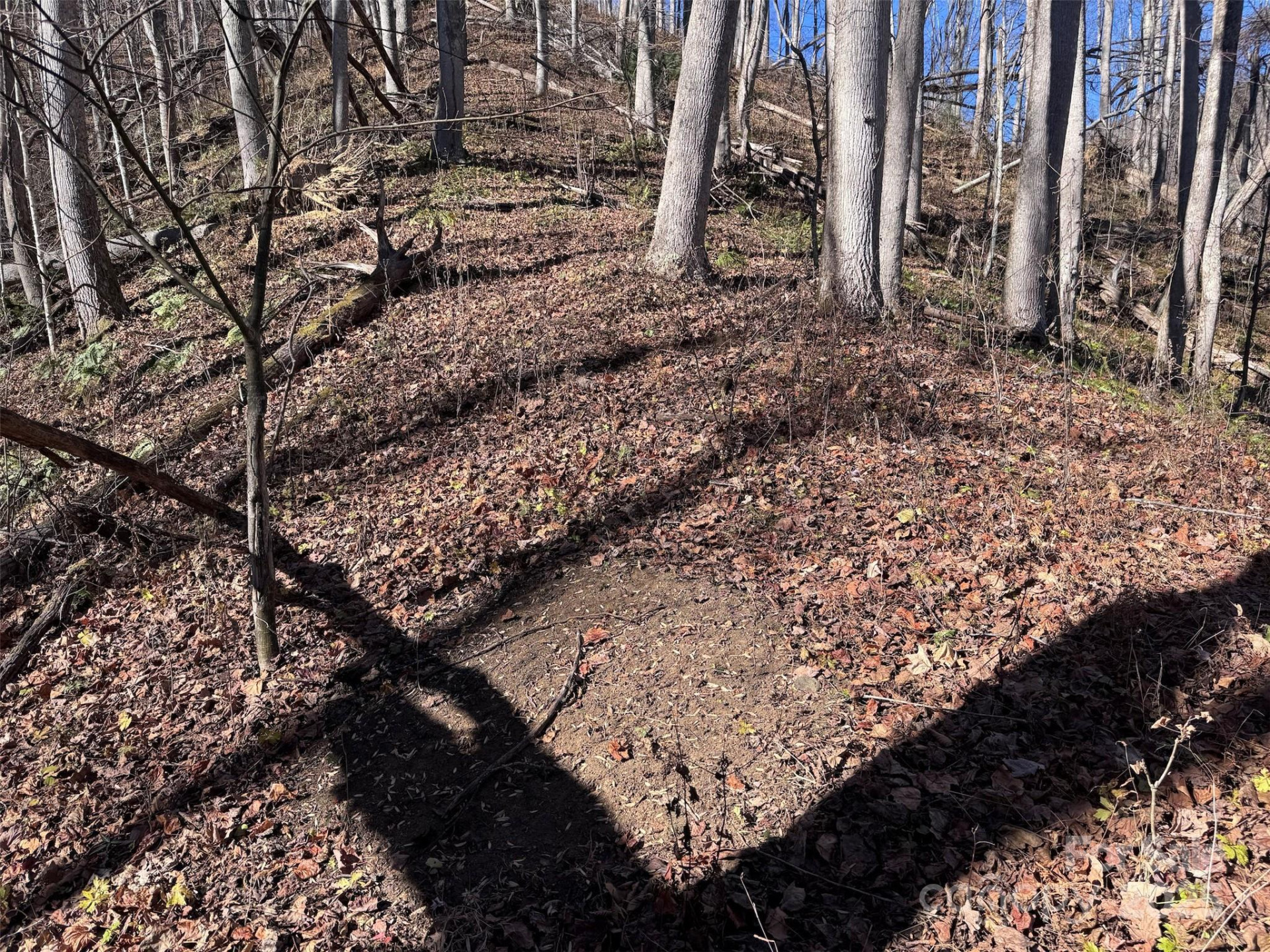 15 +/- Acres Riddle Branch Road - Photo 7