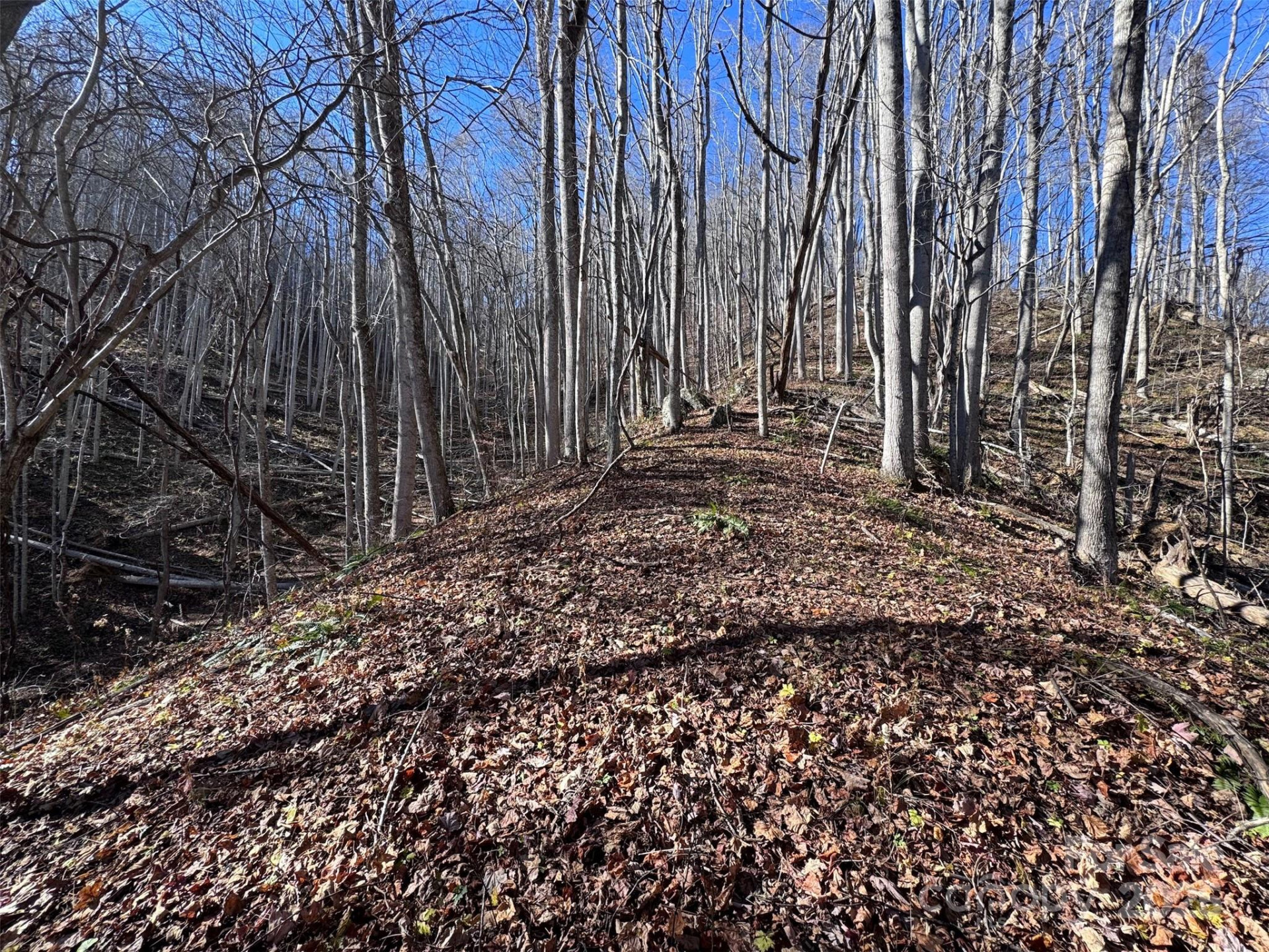 15 +/- Acres Riddle Branch Road - Photo 8