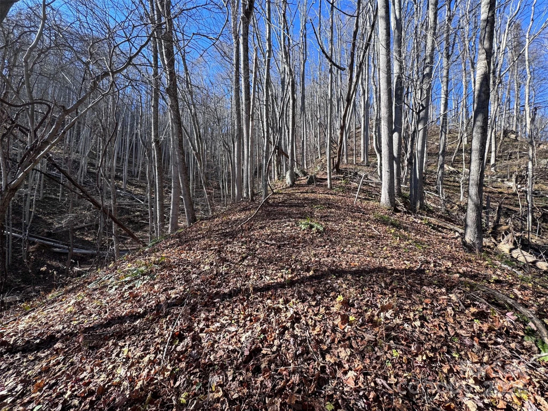 15 +/- Acres Riddle Branch Road - Photo 8