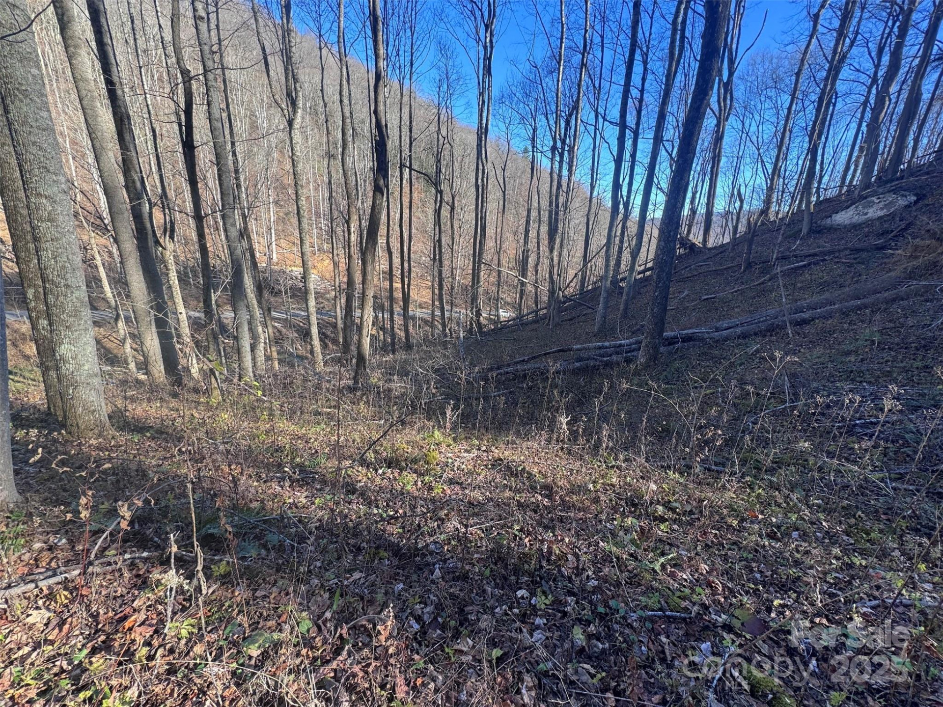 15 +/- Acres Riddle Branch Road - Photo 9