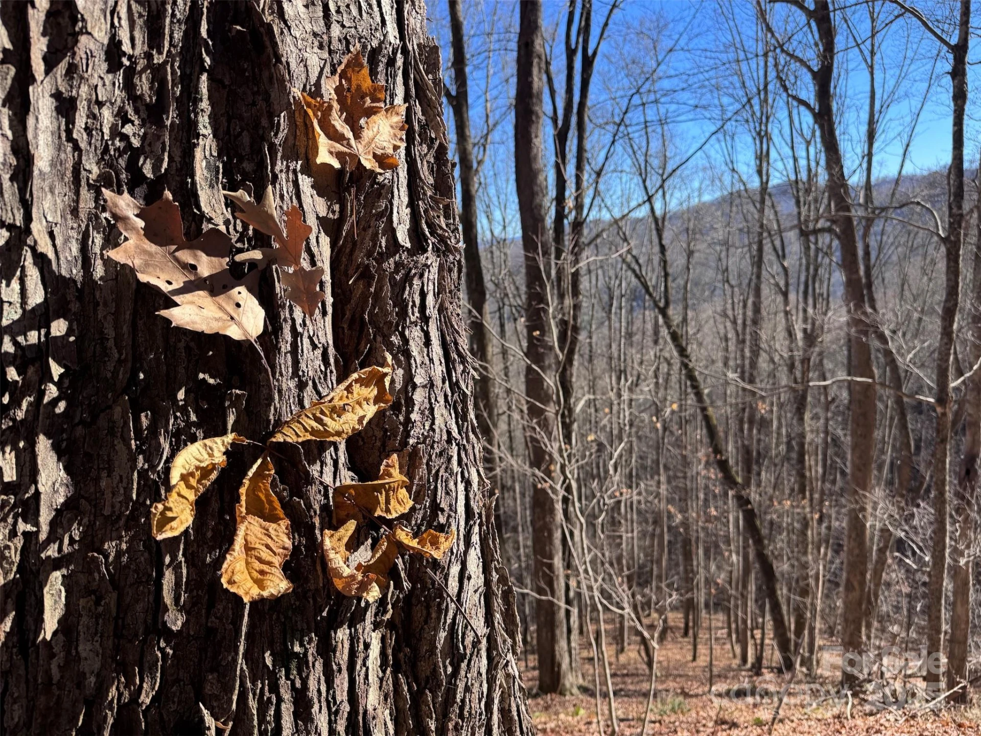 15 +/- Acres Riddle Branch Road - Photo 10