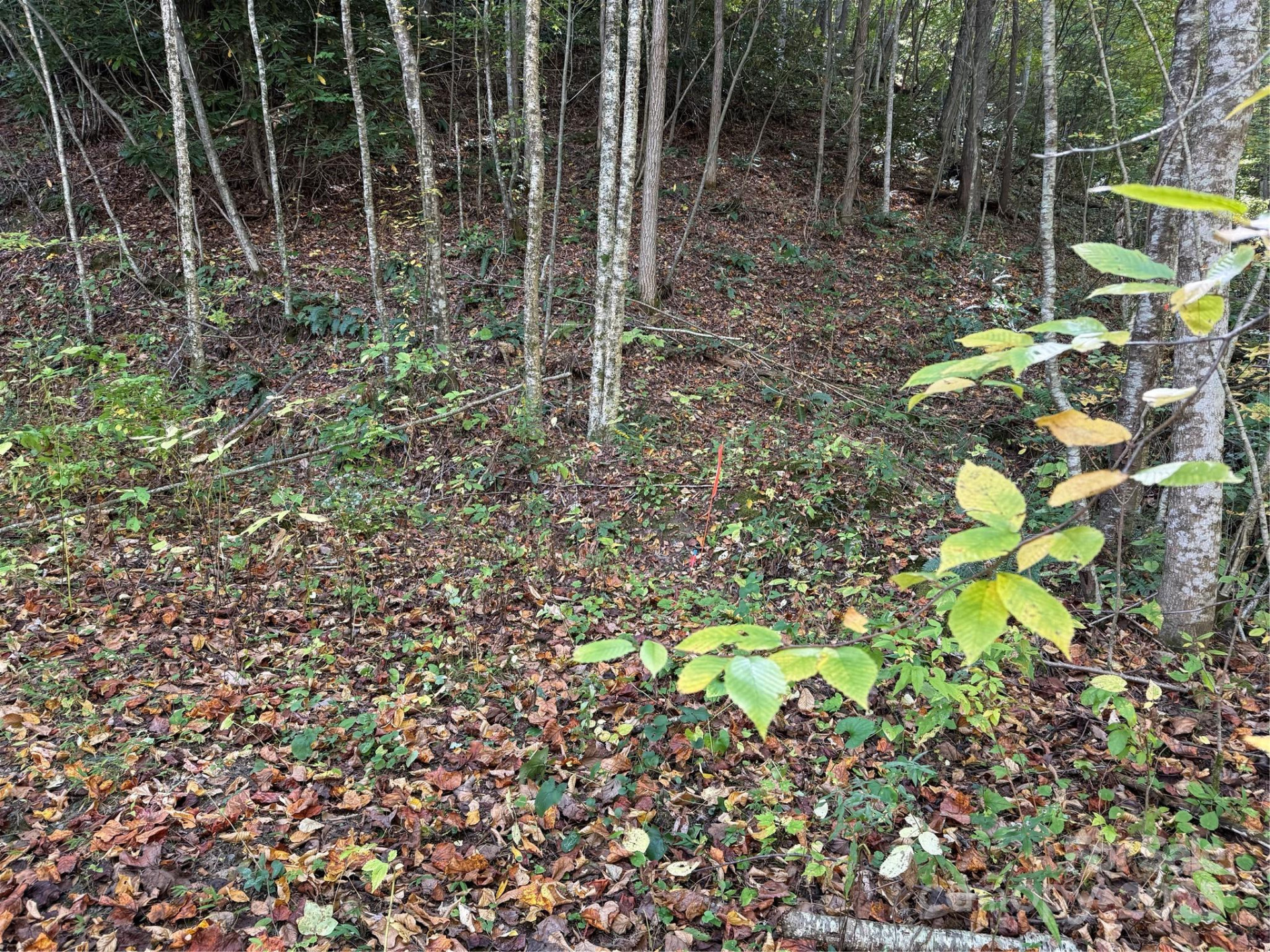 000 Hamburg Road #49 - Photo 8