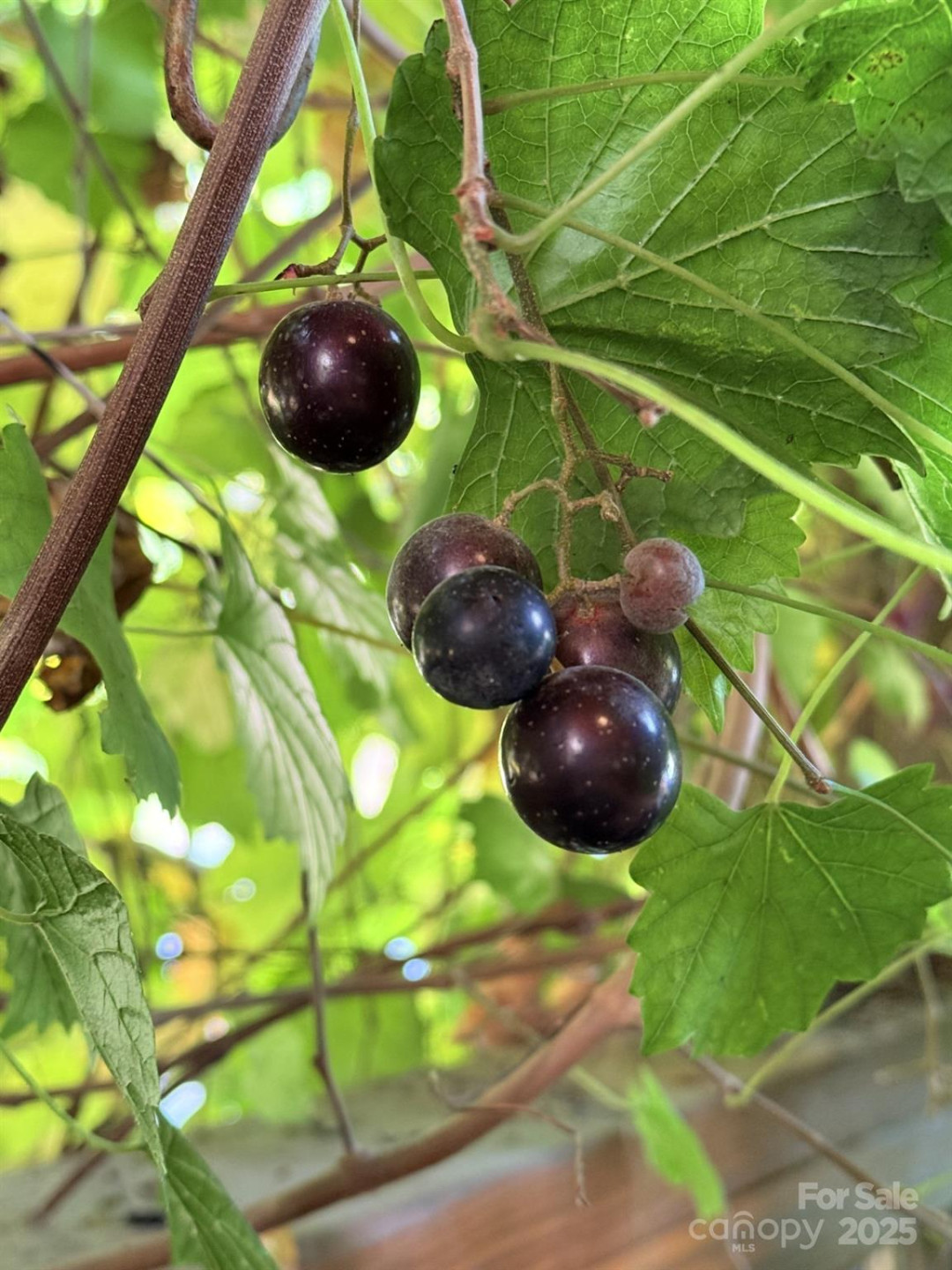 43 Dillingham Estates Trail - Photo 25