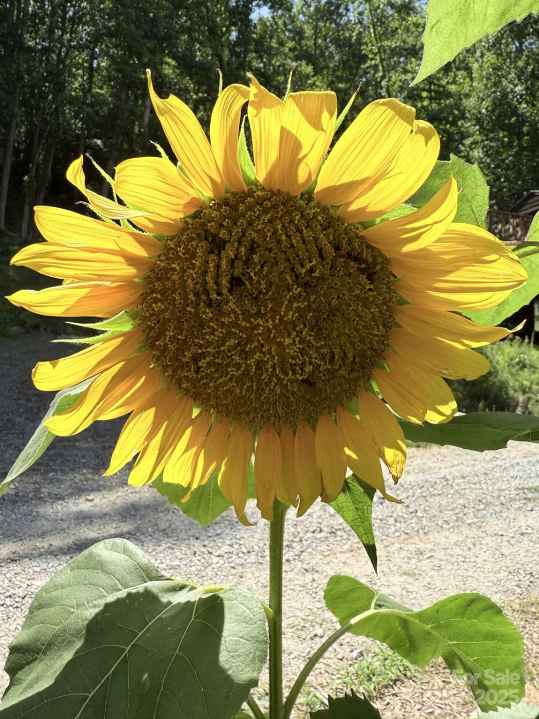 43 Dillingham Estates Trail - Photo 26