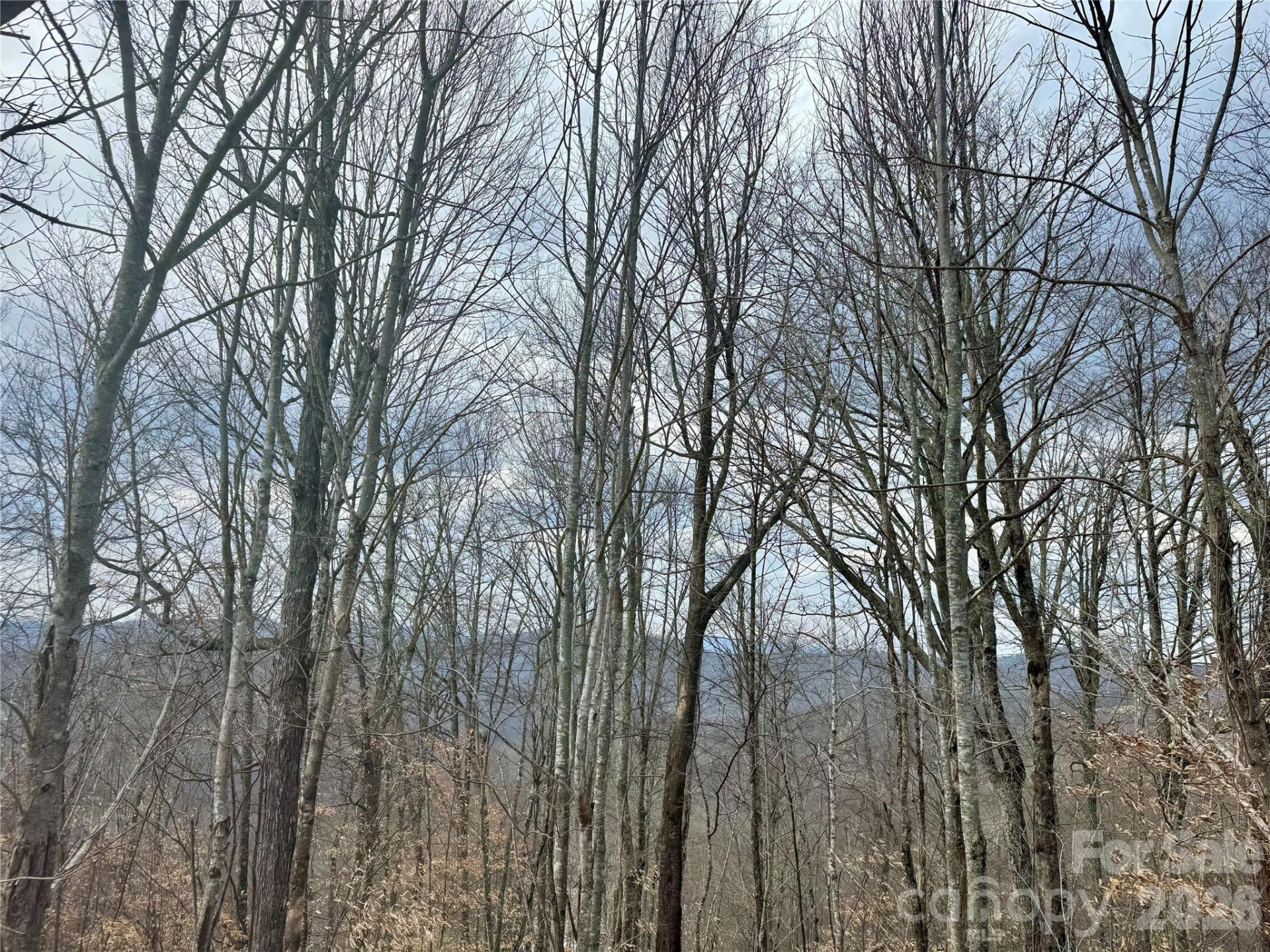 50 Scenic Wolf Ridge Road - Photo 13