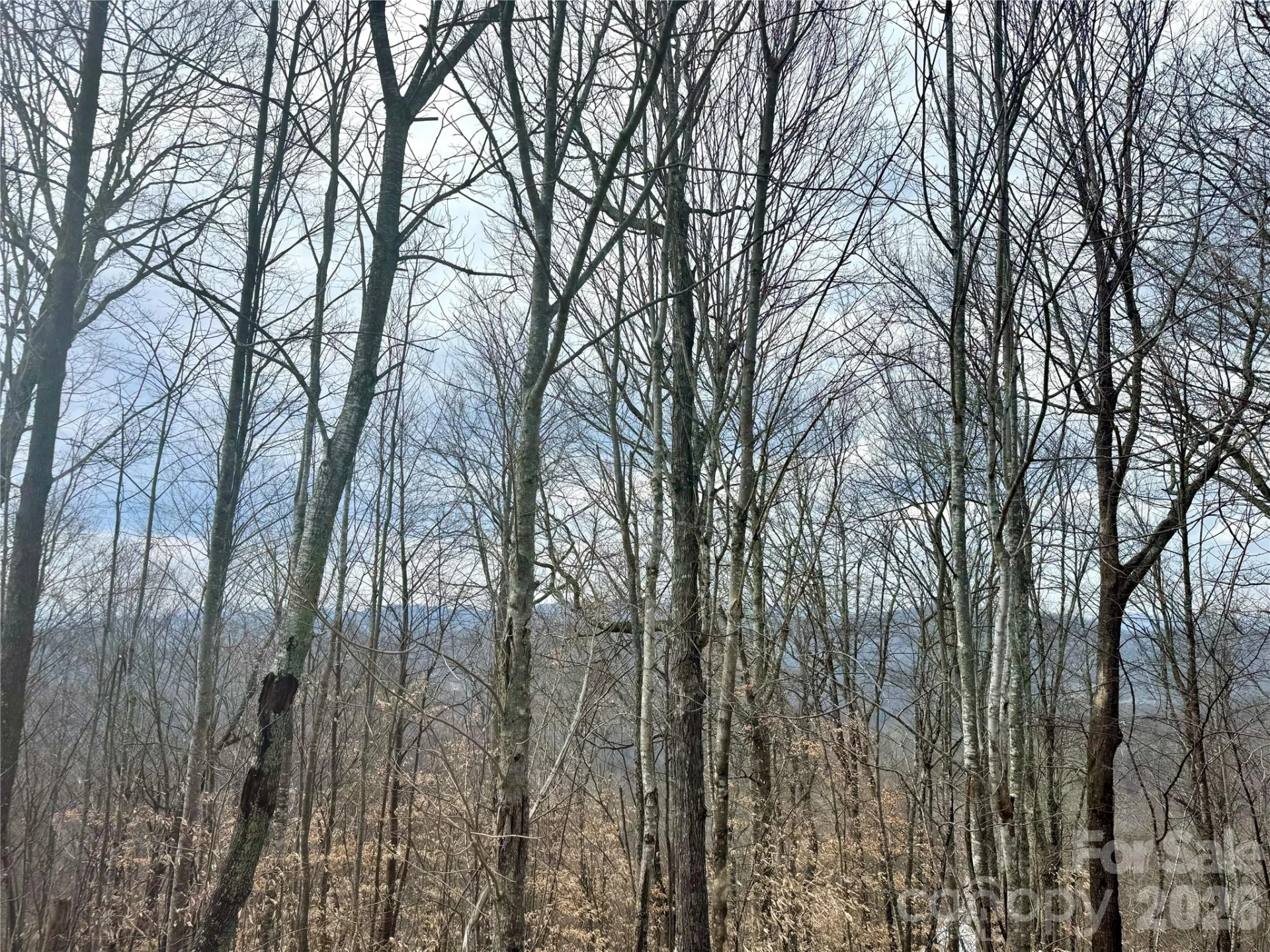 50 Scenic Wolf Ridge Road - Photo 16