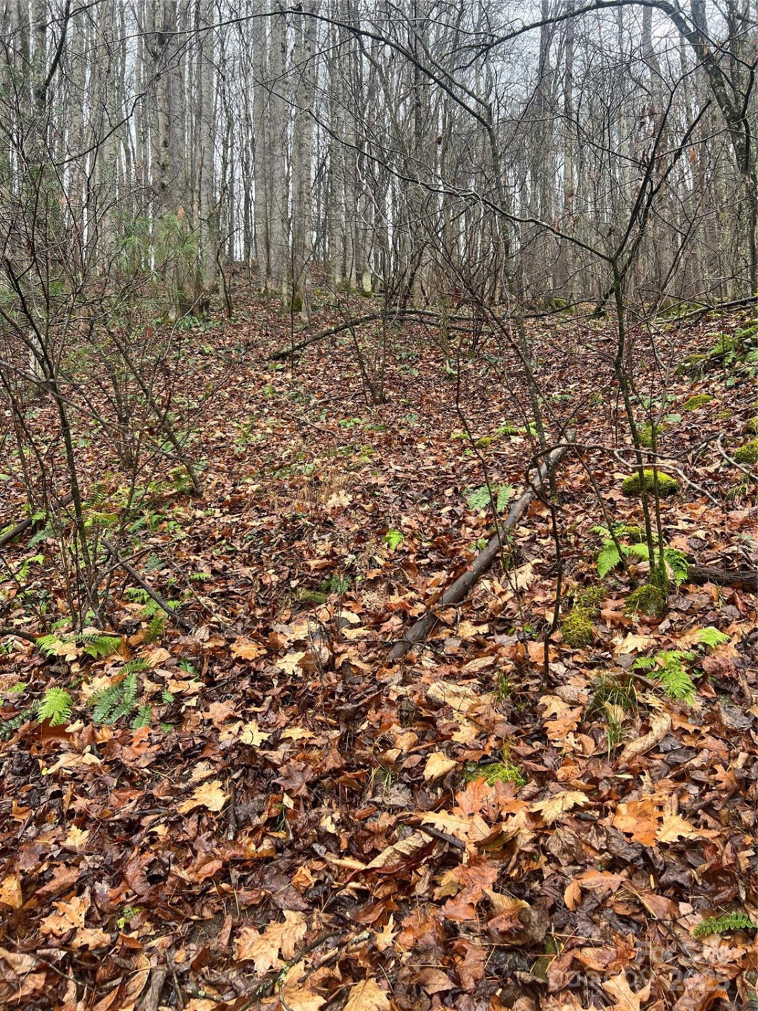 TBD Little Creek Road - Photo 4