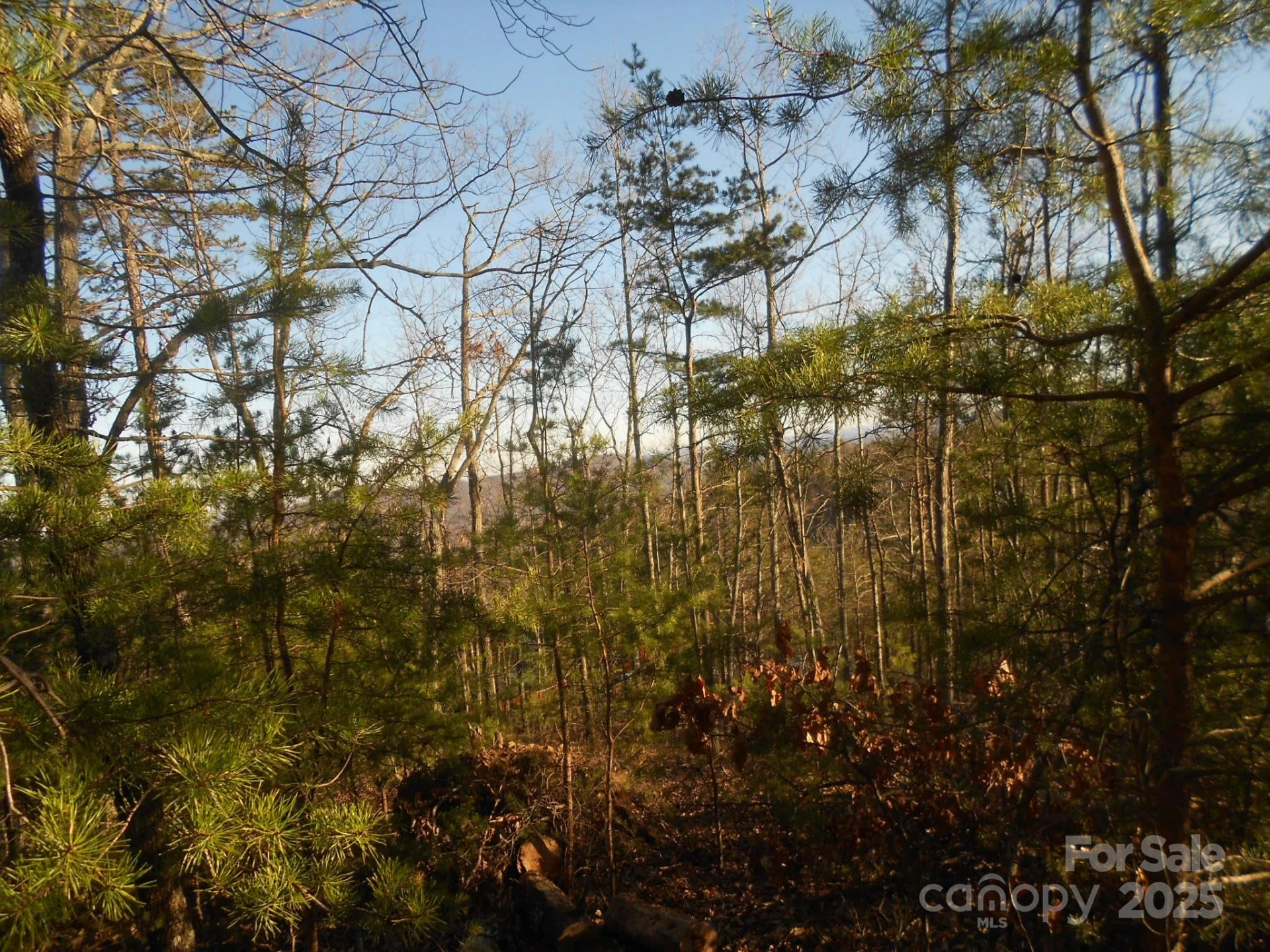0000 Arbra Mountain Way #54 - Photo 3