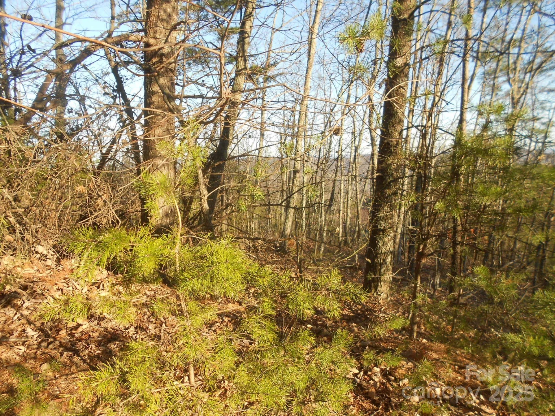 0000 Arbra Mountain Way #54 - Photo 4