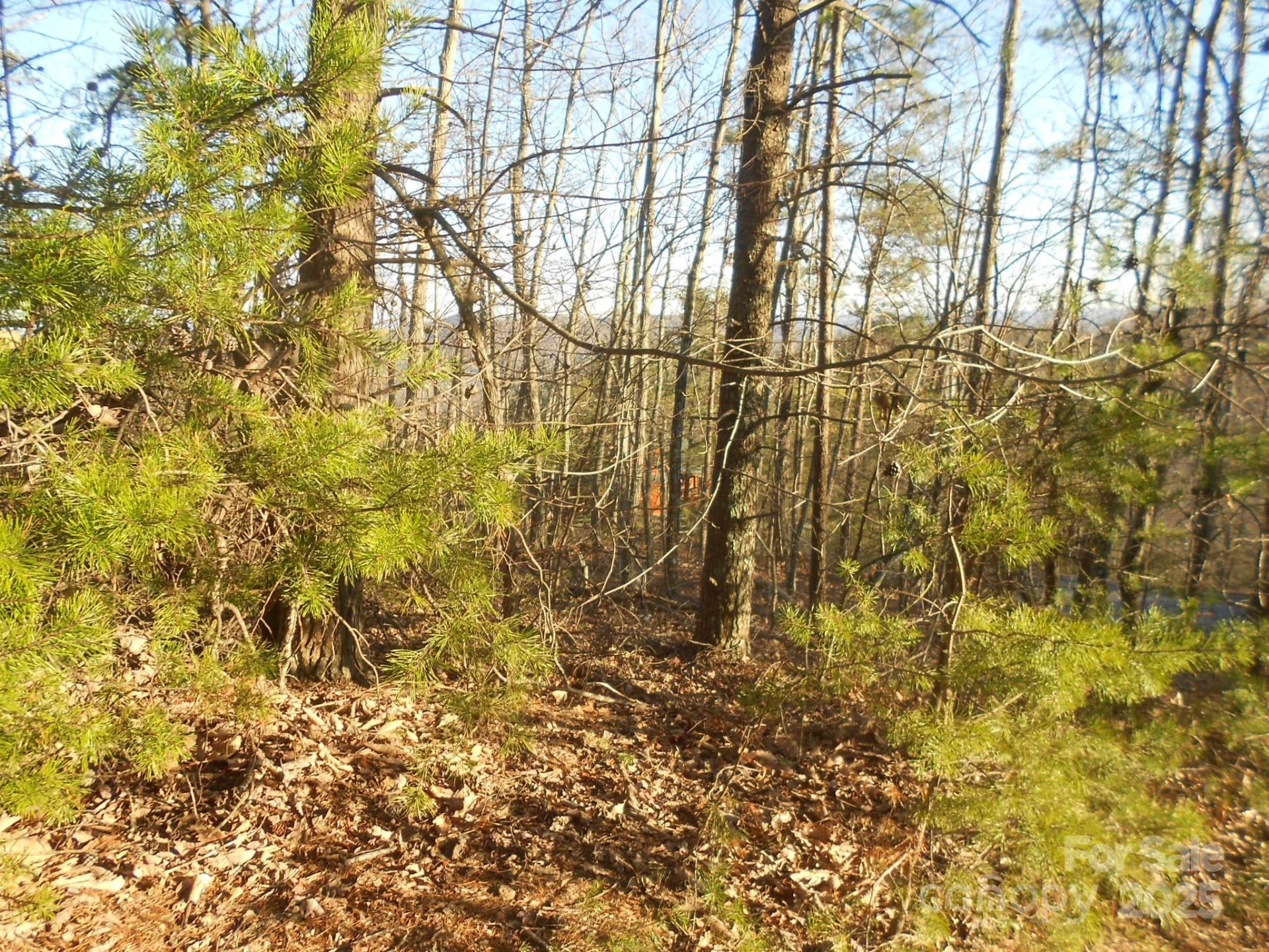 0000 Arbra Mountain Way #54 - Photo 6