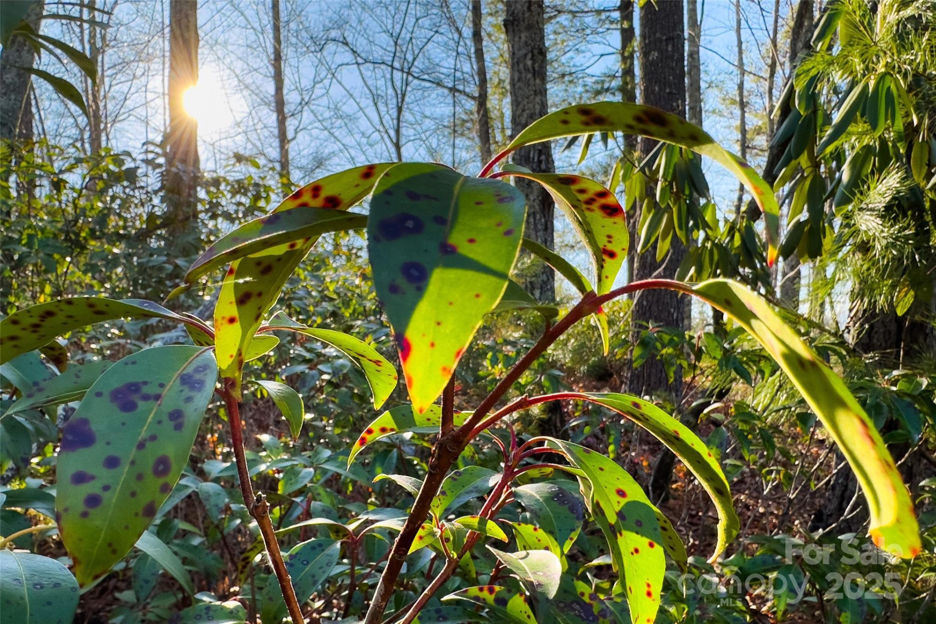 Lot #45 Fox Ridge Trail - Photo 22