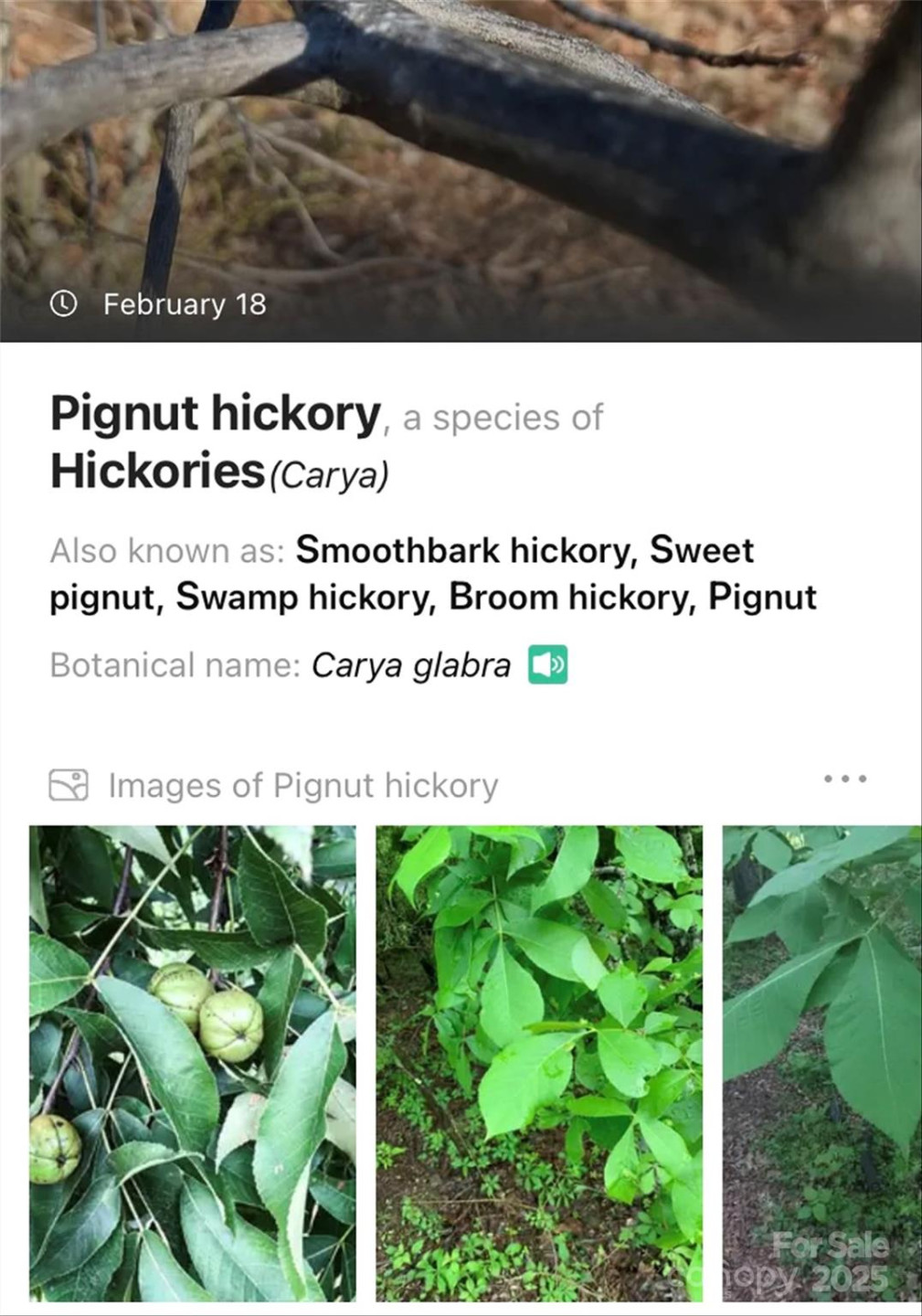 Lot #45 Fox Ridge Trail - Photo 28