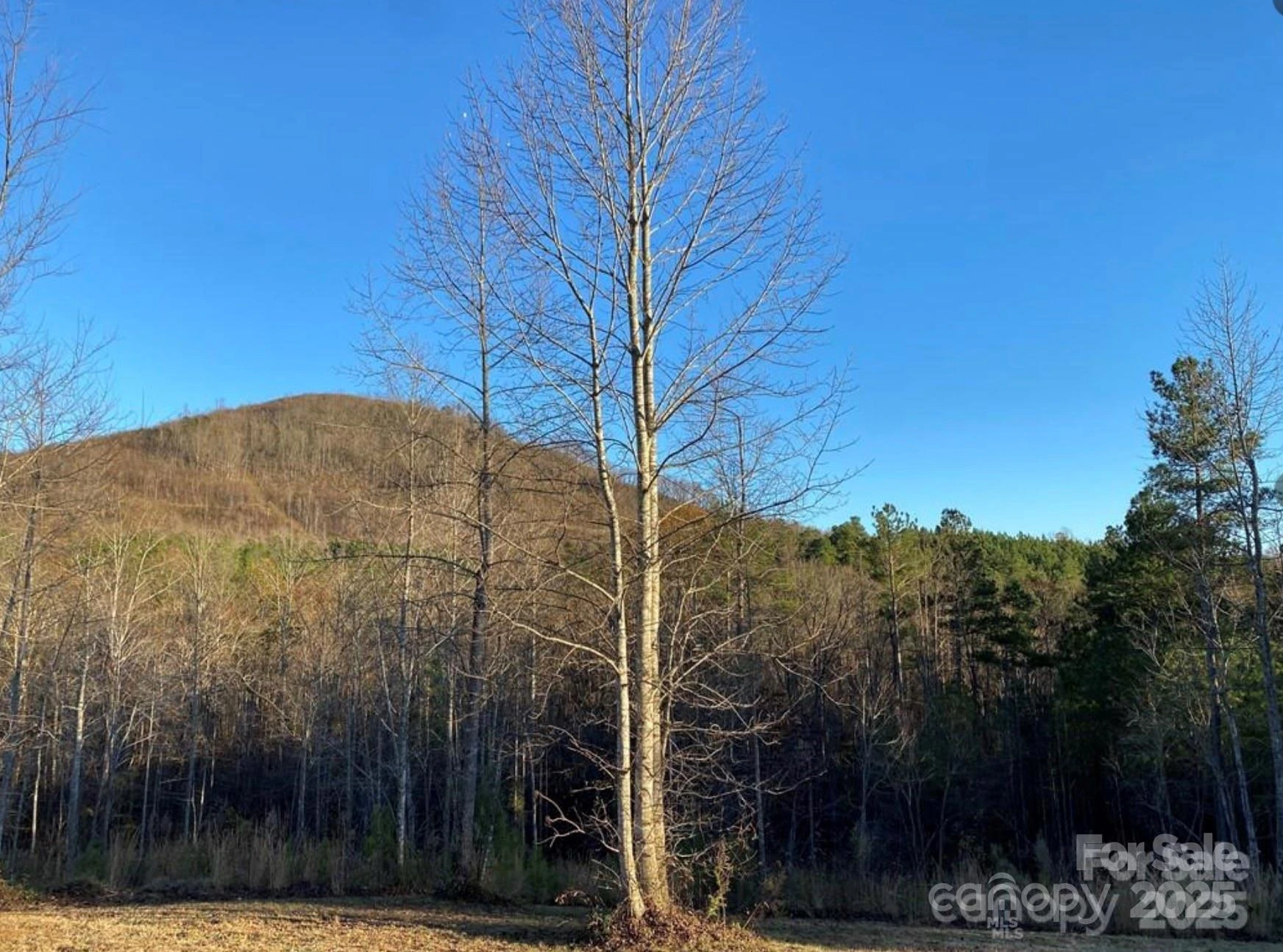 533 Pilot Ridge Road #26 - Photo 2
