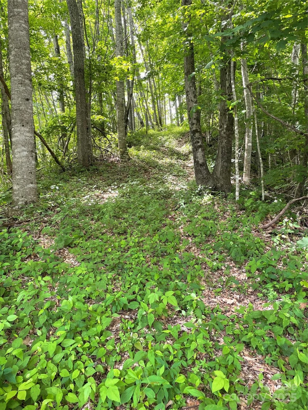 223 Flying Dutchman Road - Photo 6