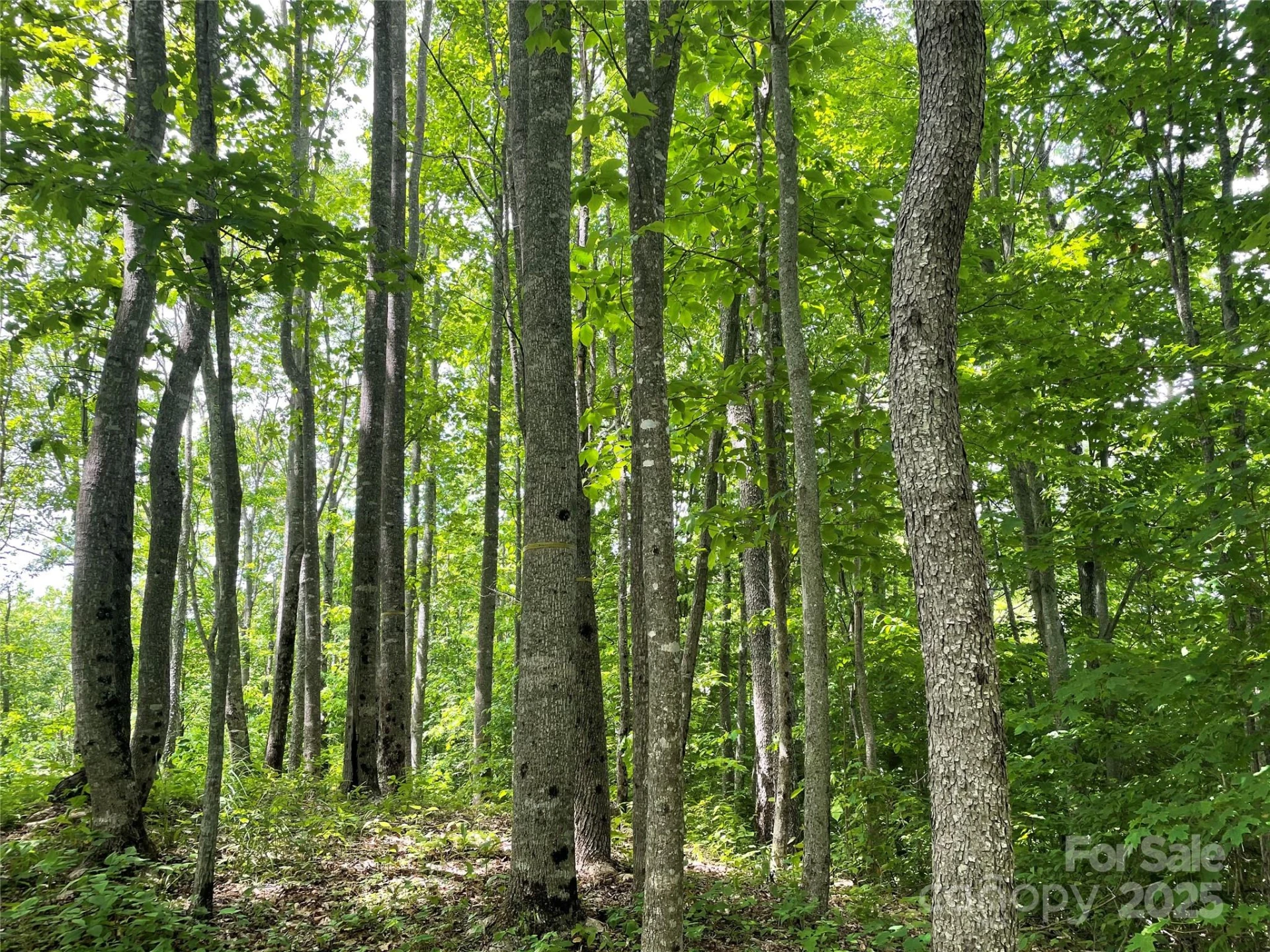 223 Flying Dutchman Road - Photo 10