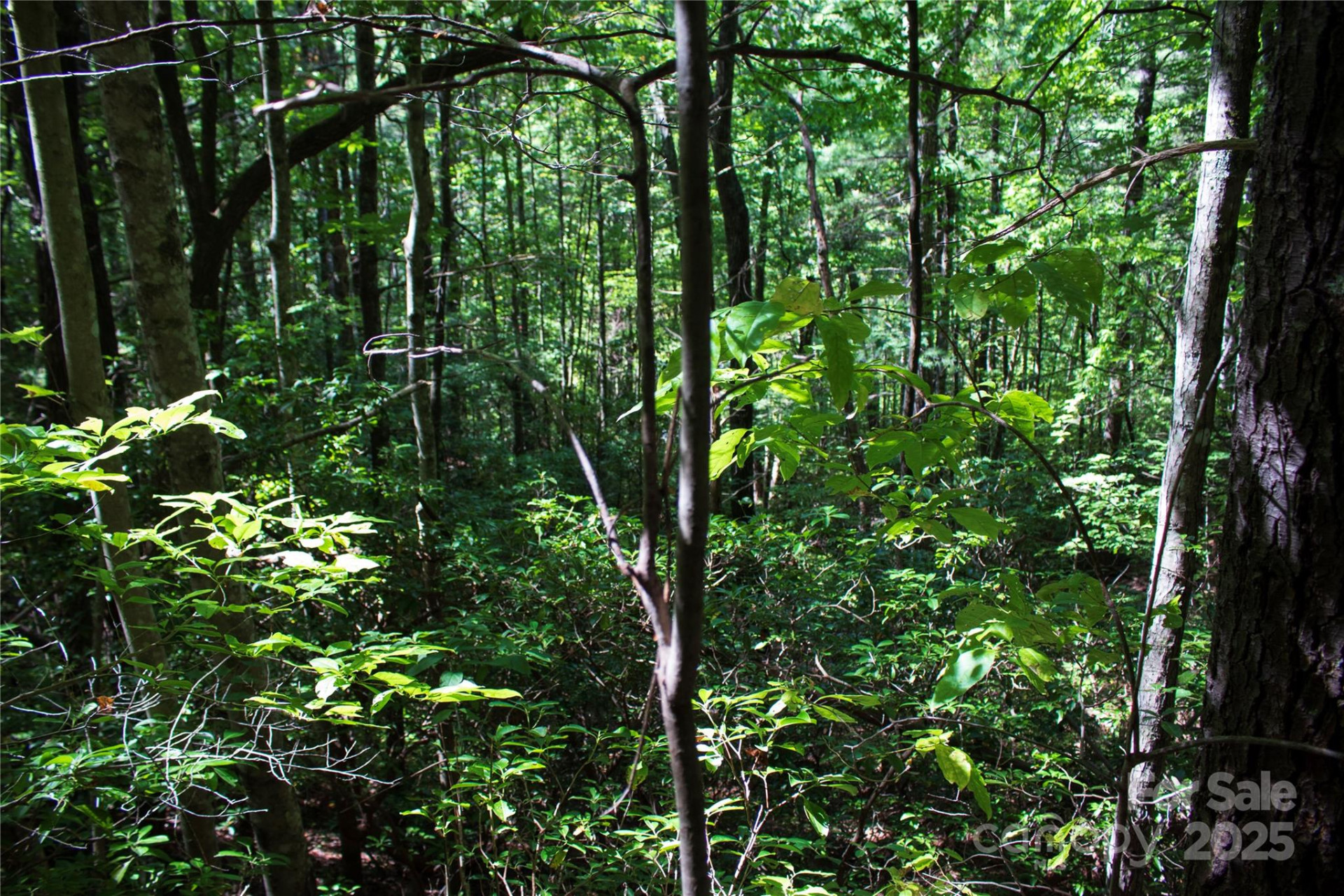 TBD Frozen Creek None #34 - Photo 4