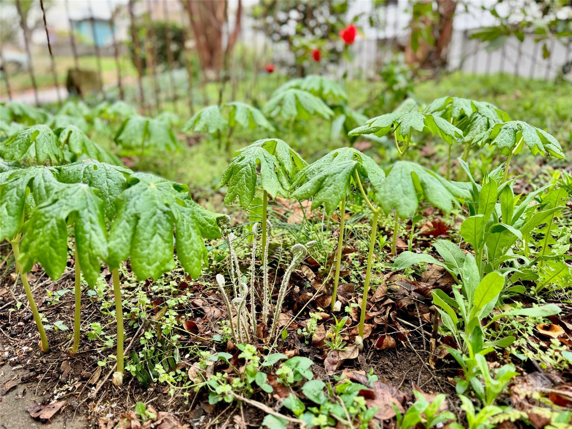 297 Hillside Street - Photo 37