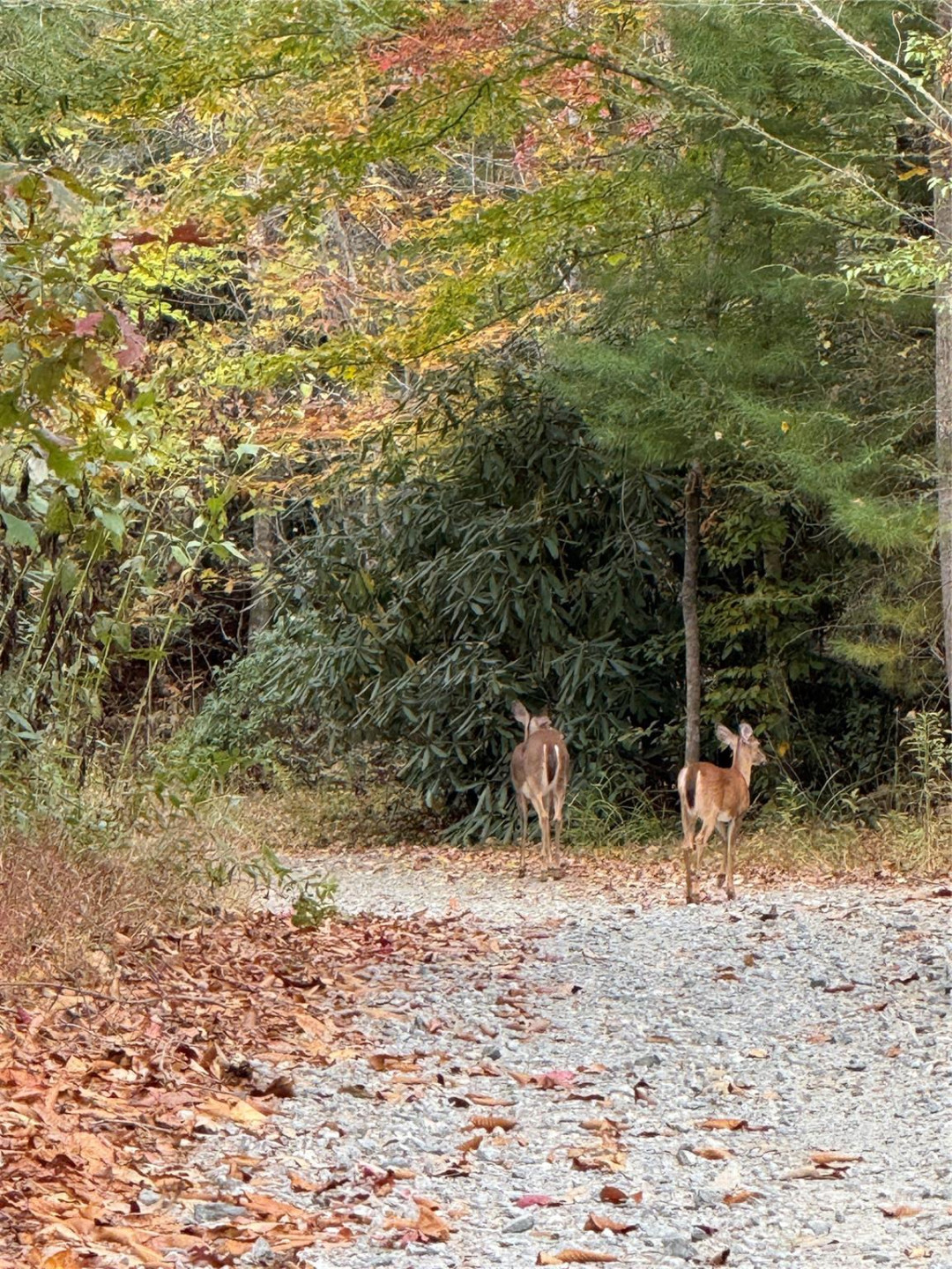 Lot # 7 West Legacy Drive #7 - Photo 42