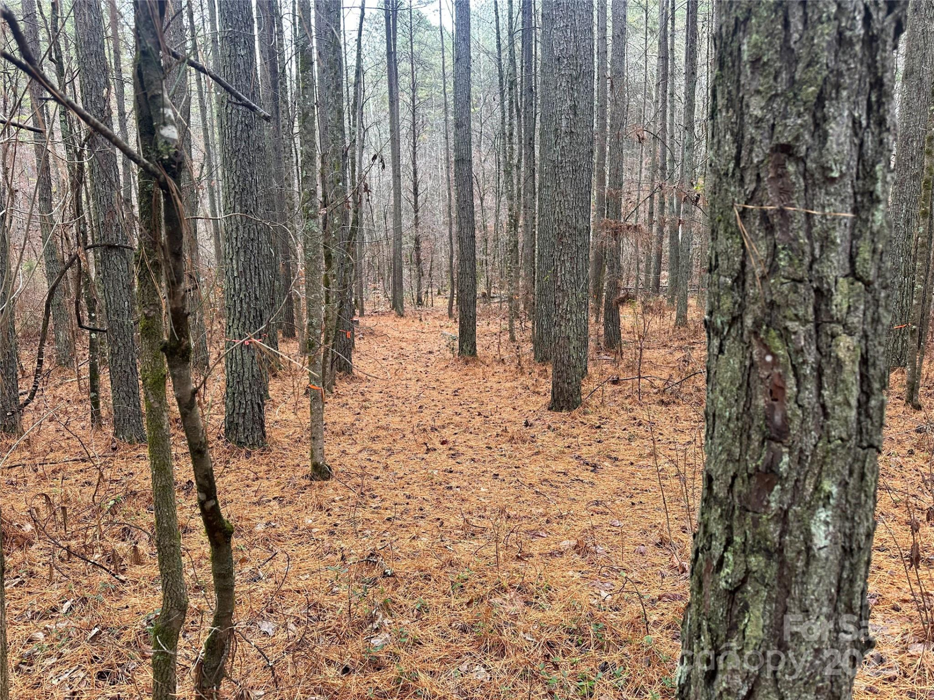 0 Frog Creek Road - Photo 2