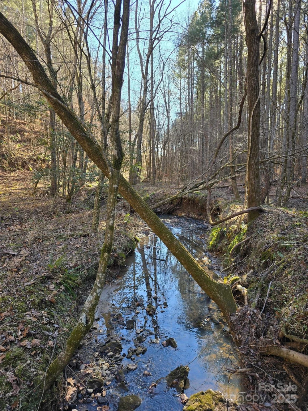 0 Frog Creek Road - Photo 4