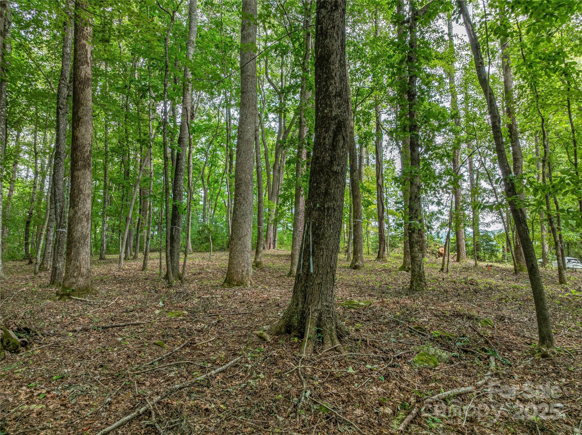 644 Walnut Valley Parkway - Photo 12