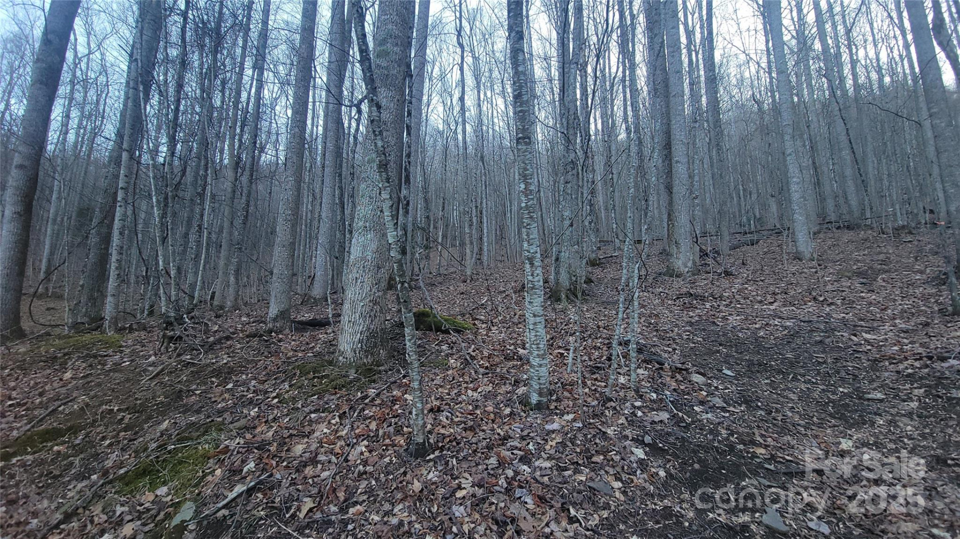 Lot 7B Hickory Springs Road #7B - Photo 7