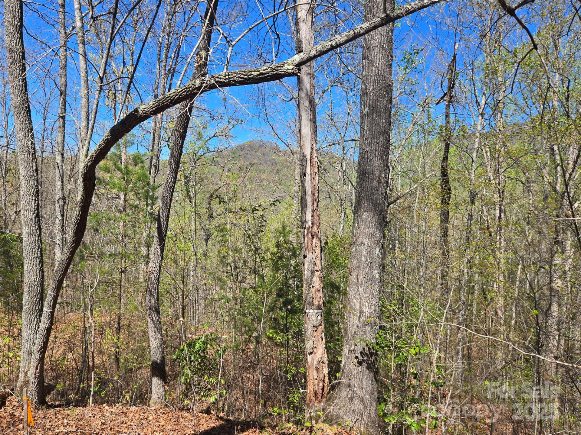 000 Hornet Drive - Photo 8