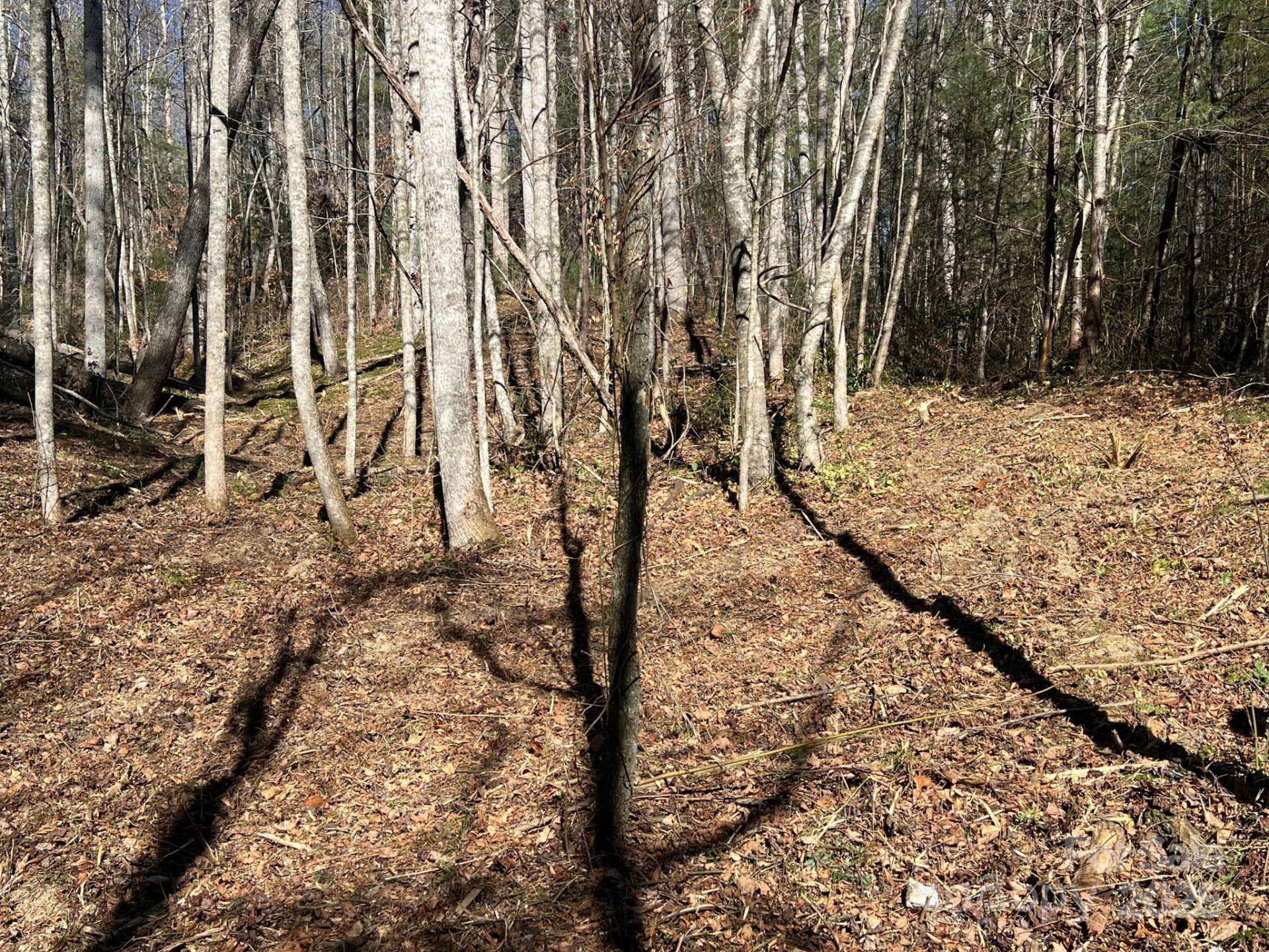 181 Falling Leaves Lane #49 - Photo 3