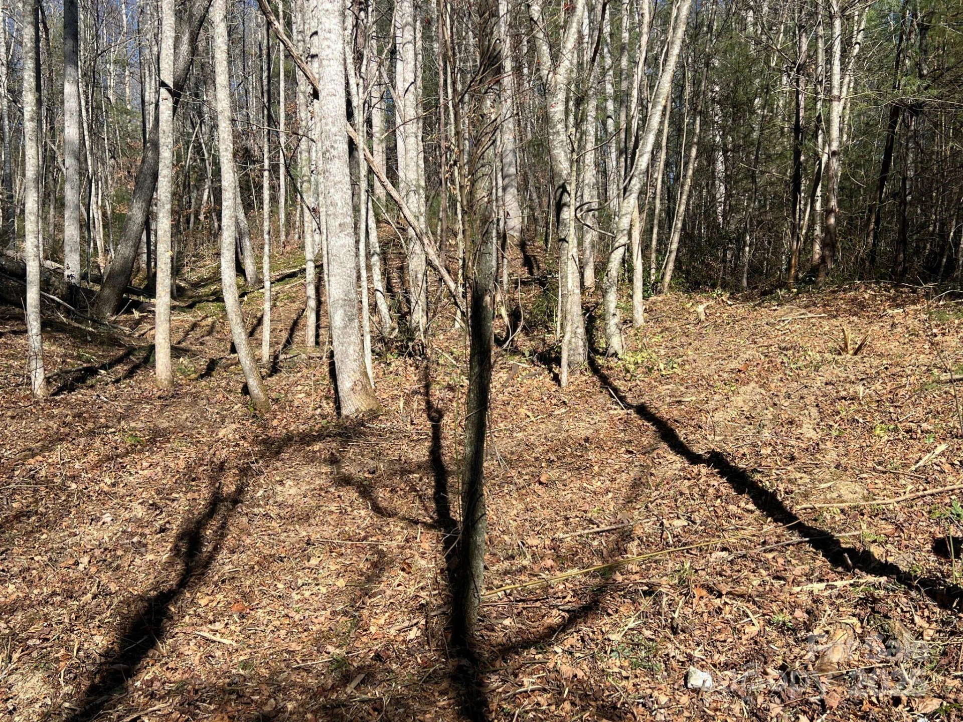 181 Falling Leaves Lane #49 - Photo 3