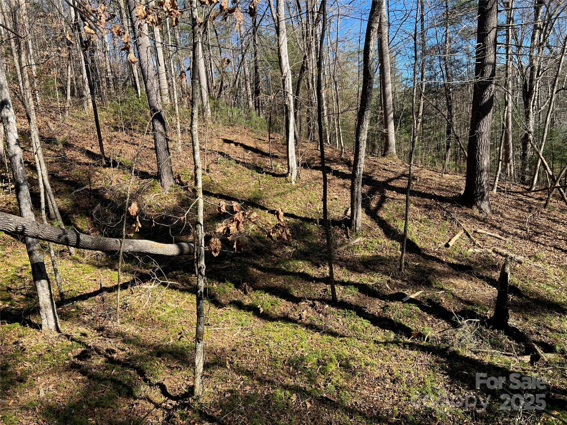 181 Falling Leaves Lane #49 - Photo 4