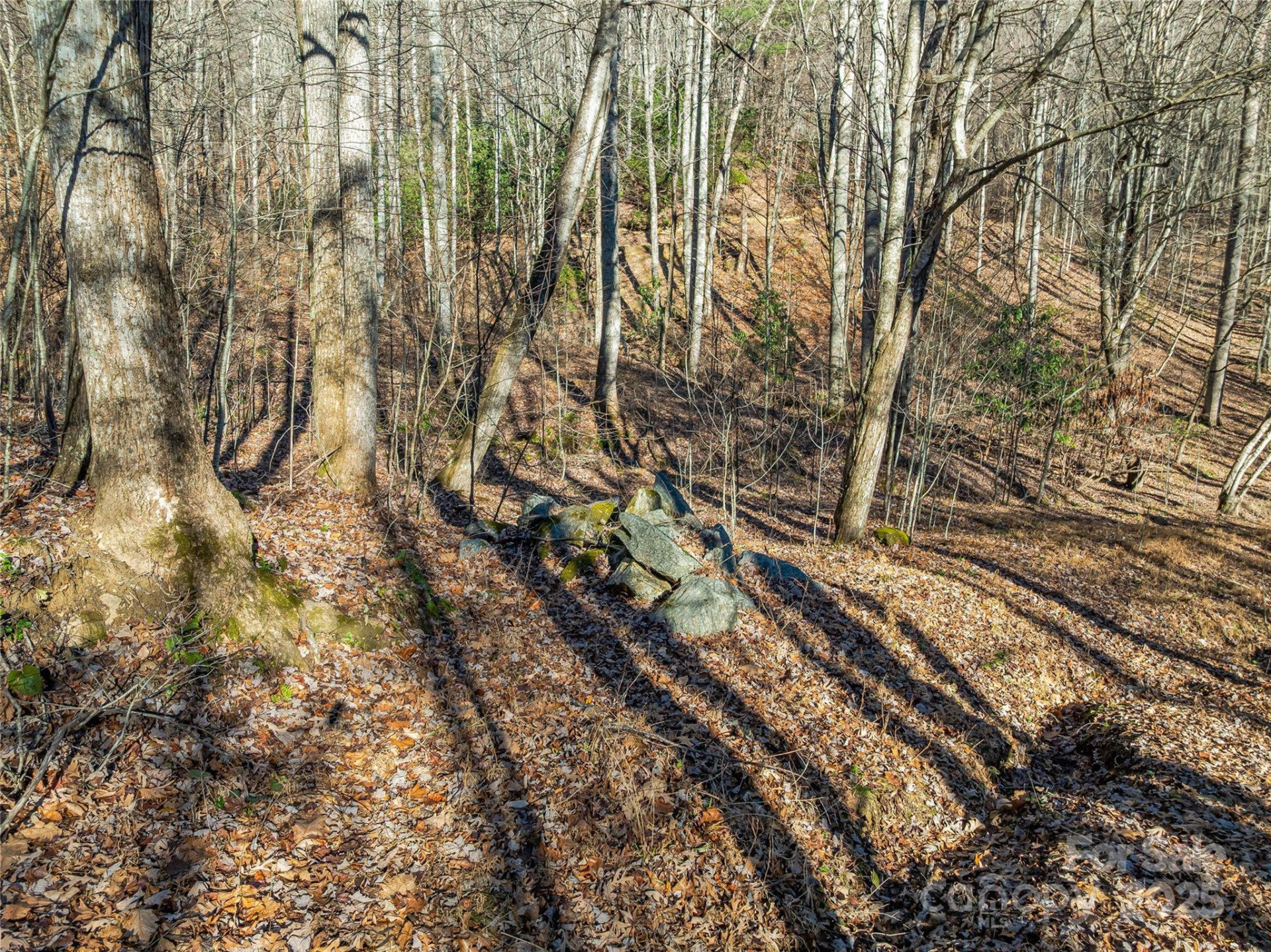 TBD Ladys Fern Trail #10 - Photo 7