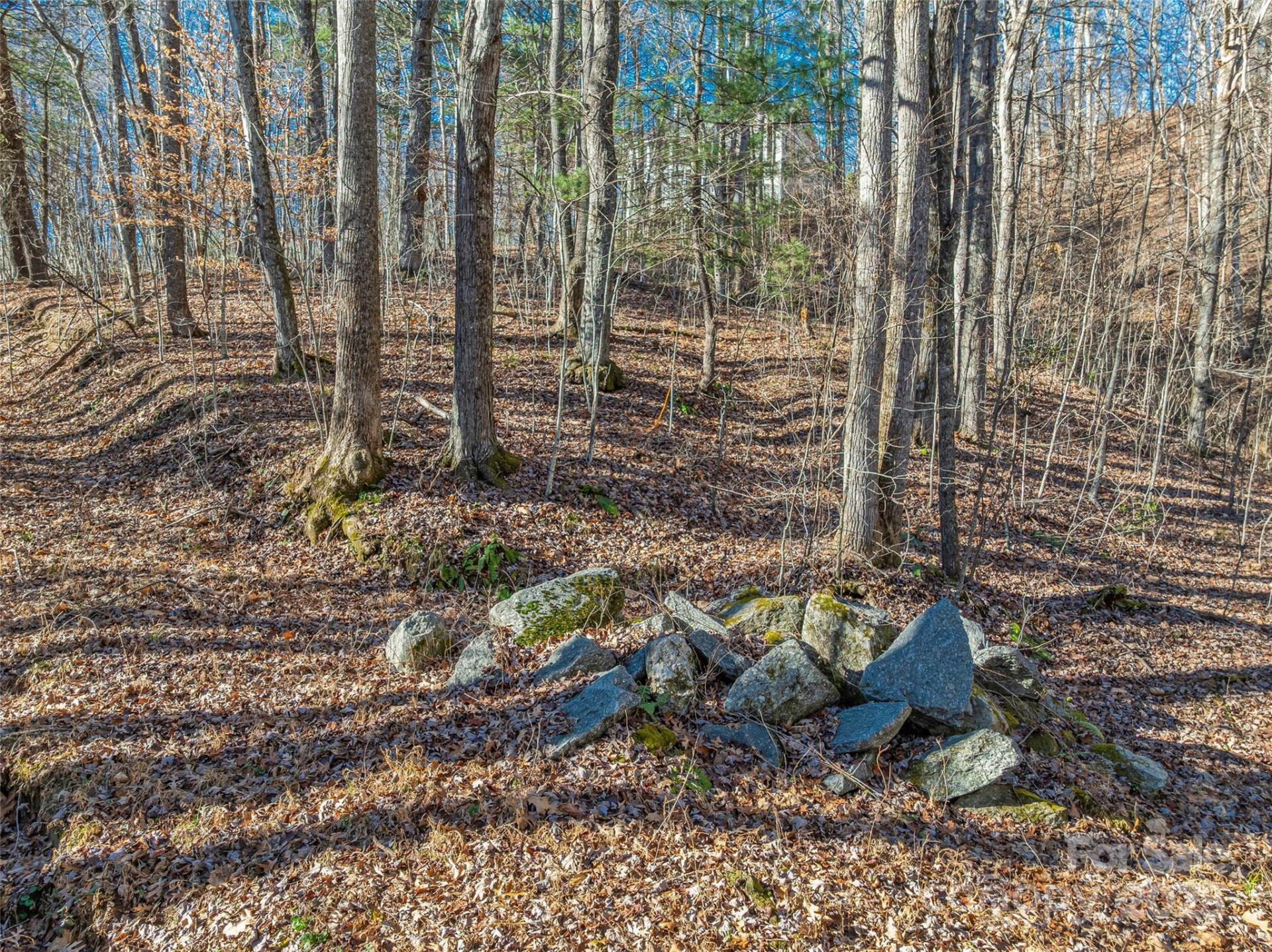 TBD Ladys Fern Trail #10 - Photo 8