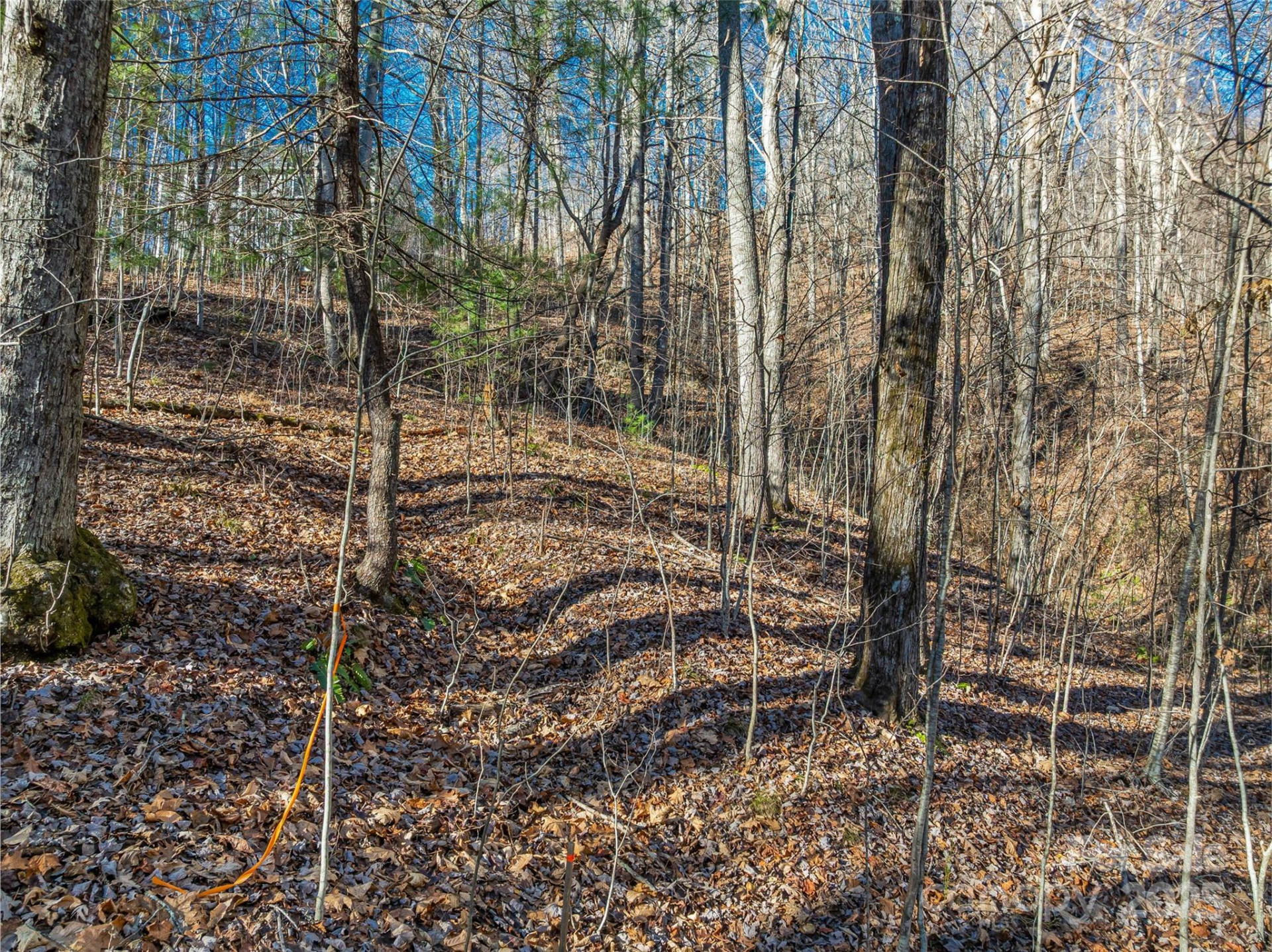 TBD Ladys Fern Trail #10 - Photo 10