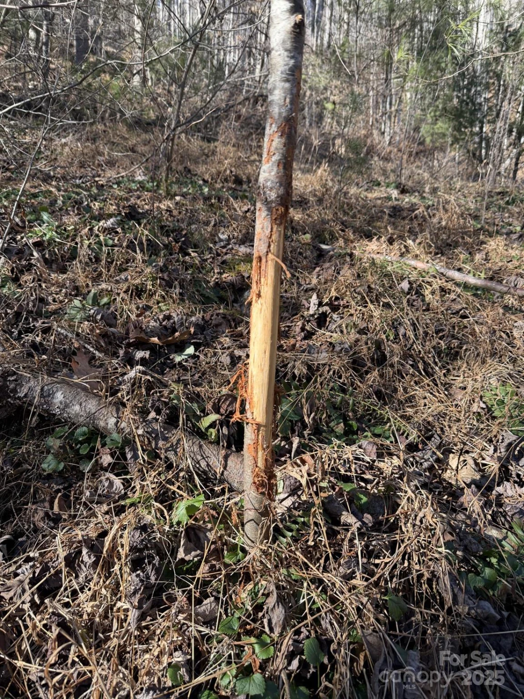 TBD Lost Hollow Road - Photo 24