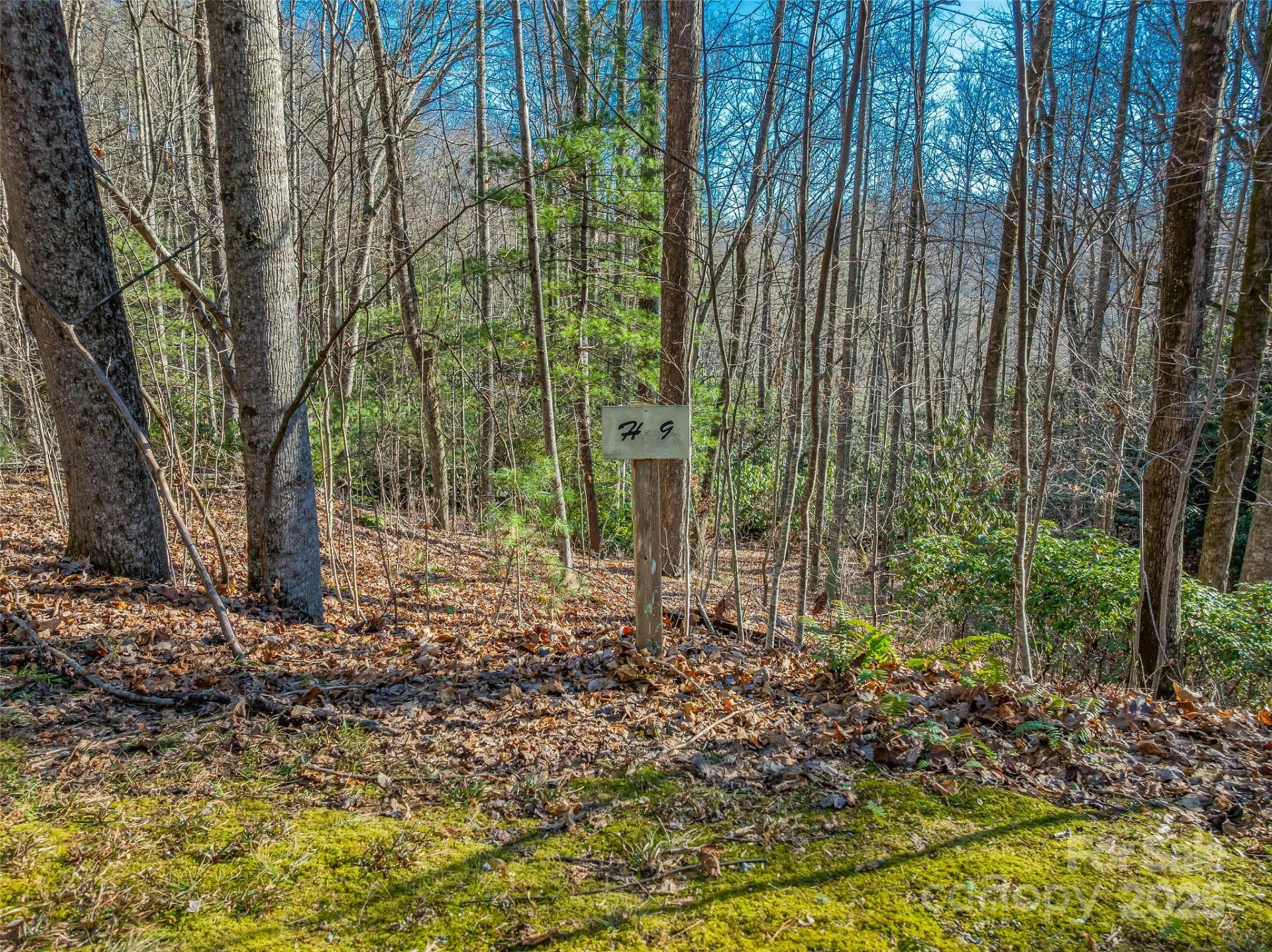 TBD Ladys Fern Trail #9