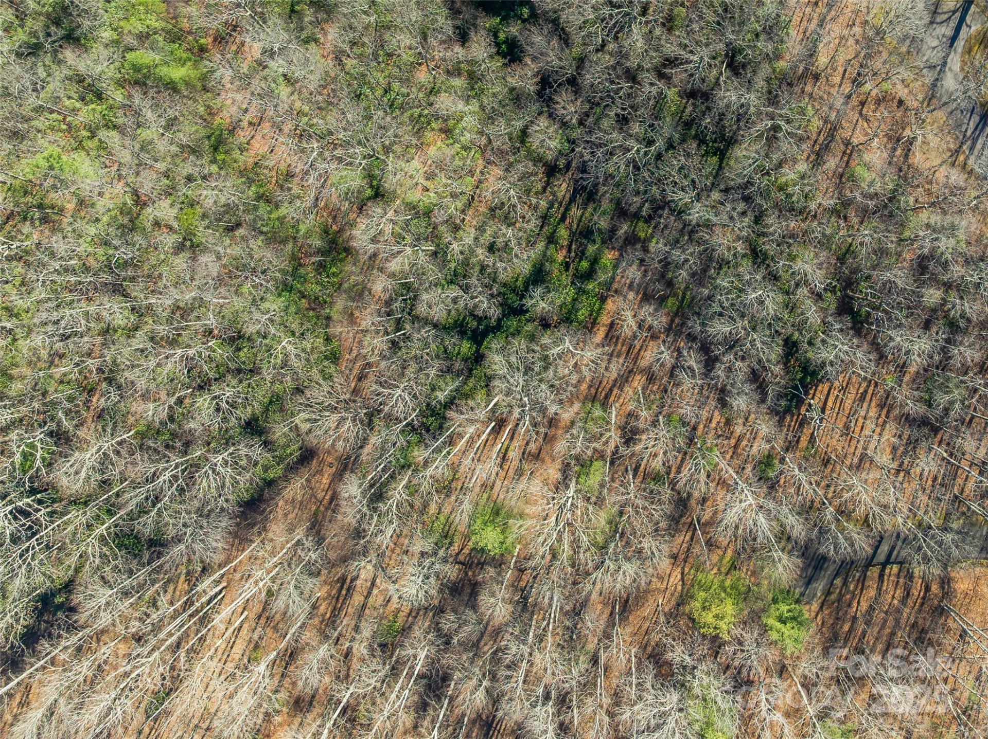 TBD Ladys Fern Trail #9 - Photo 2