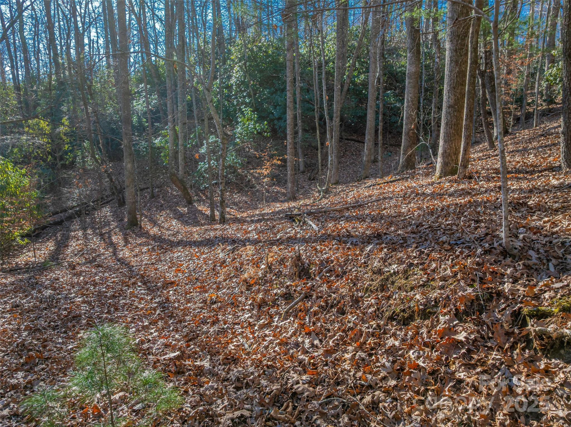 TBD Ladys Fern Trail #9 - Photo 11