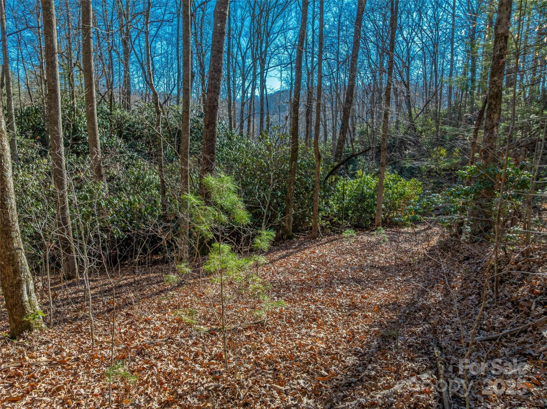 TBD Ladys Fern Trail #9 - Photo 10