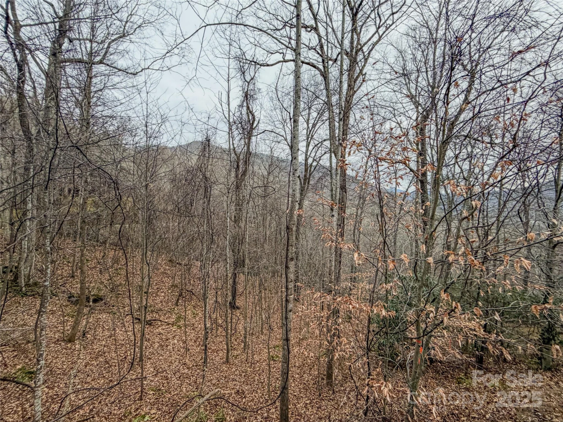 TBD Hornets Nest Road - Photo 12