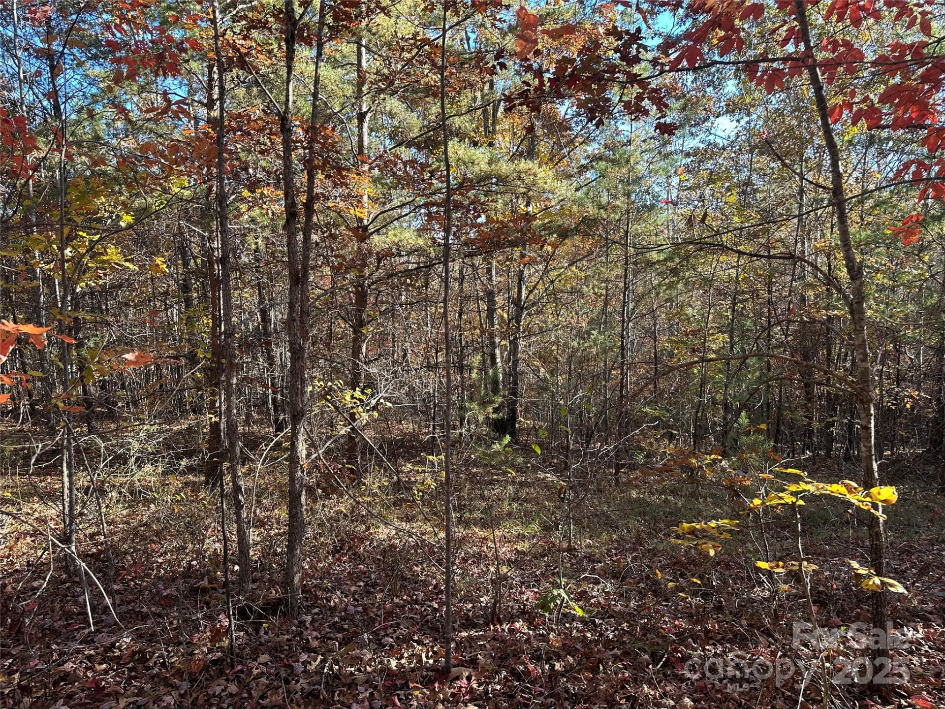 0 Rock Ledge Drive #339 - Photo 4