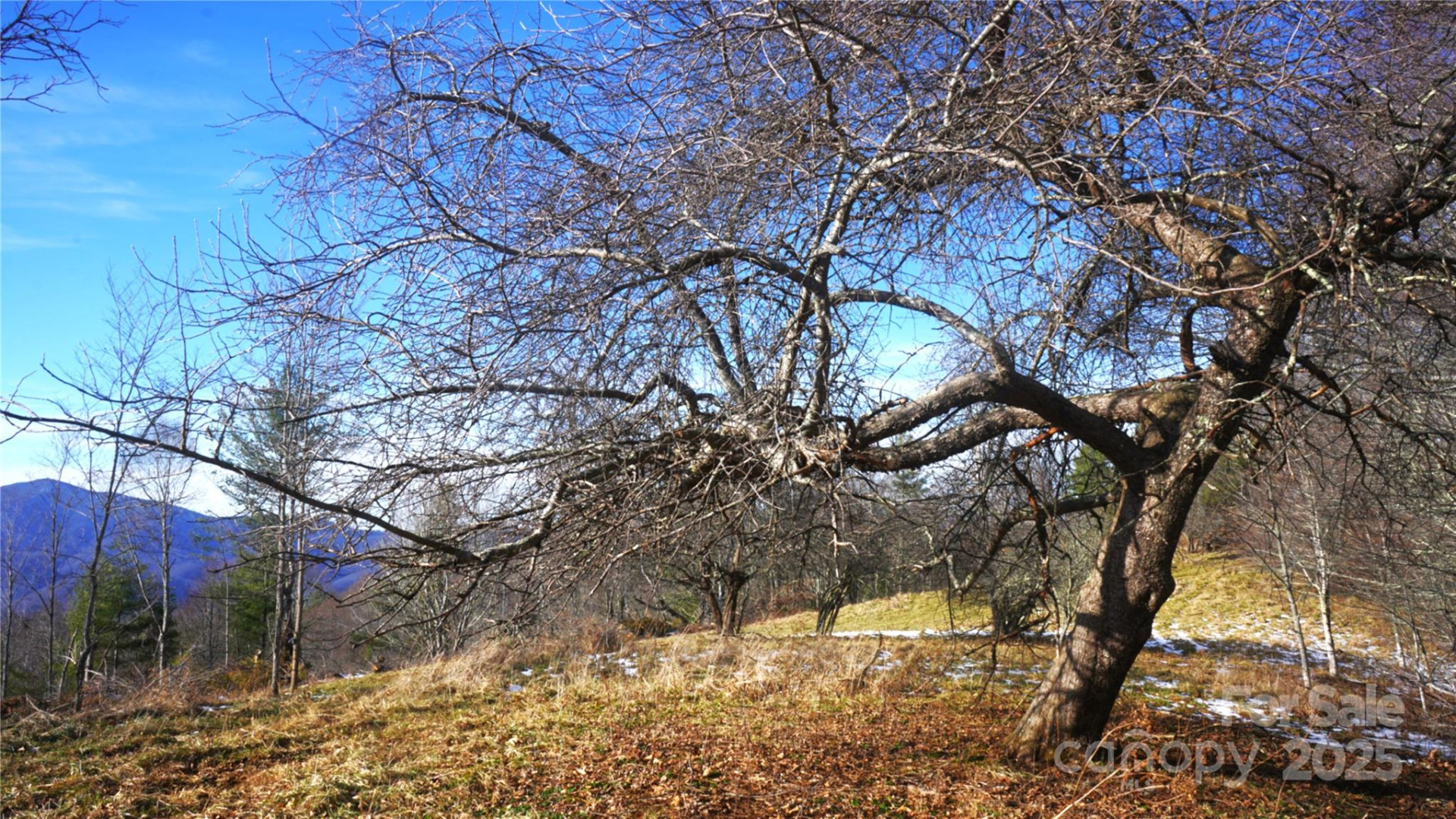 SR-1386 Sang Branch, Hog Branch Road - Photo 7