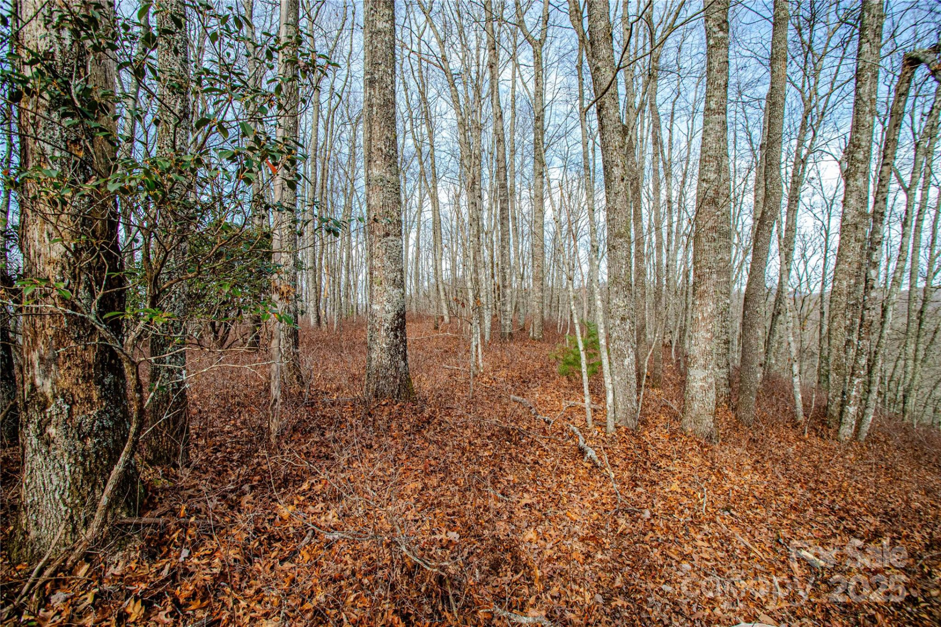 TBD Tannassee Creek Road - Photo 11