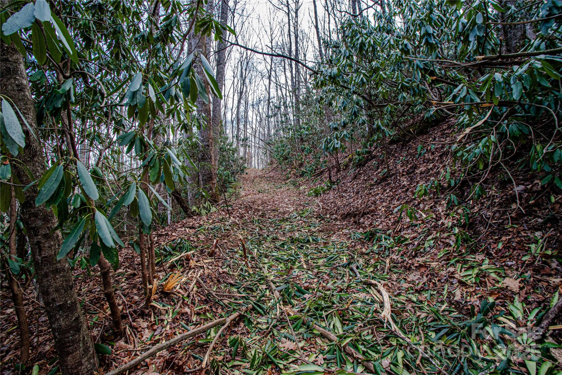 TBD Tannassee Creek Road - Photo 23