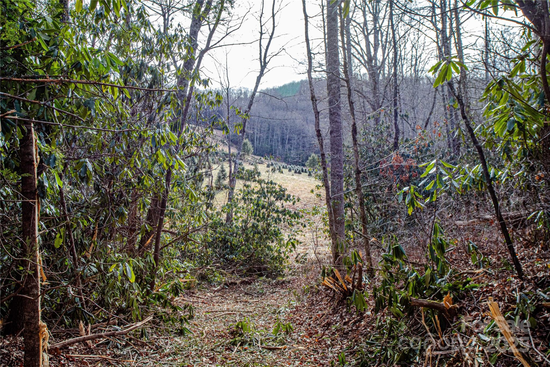 TBD Tannassee Creek Road - Photo 26