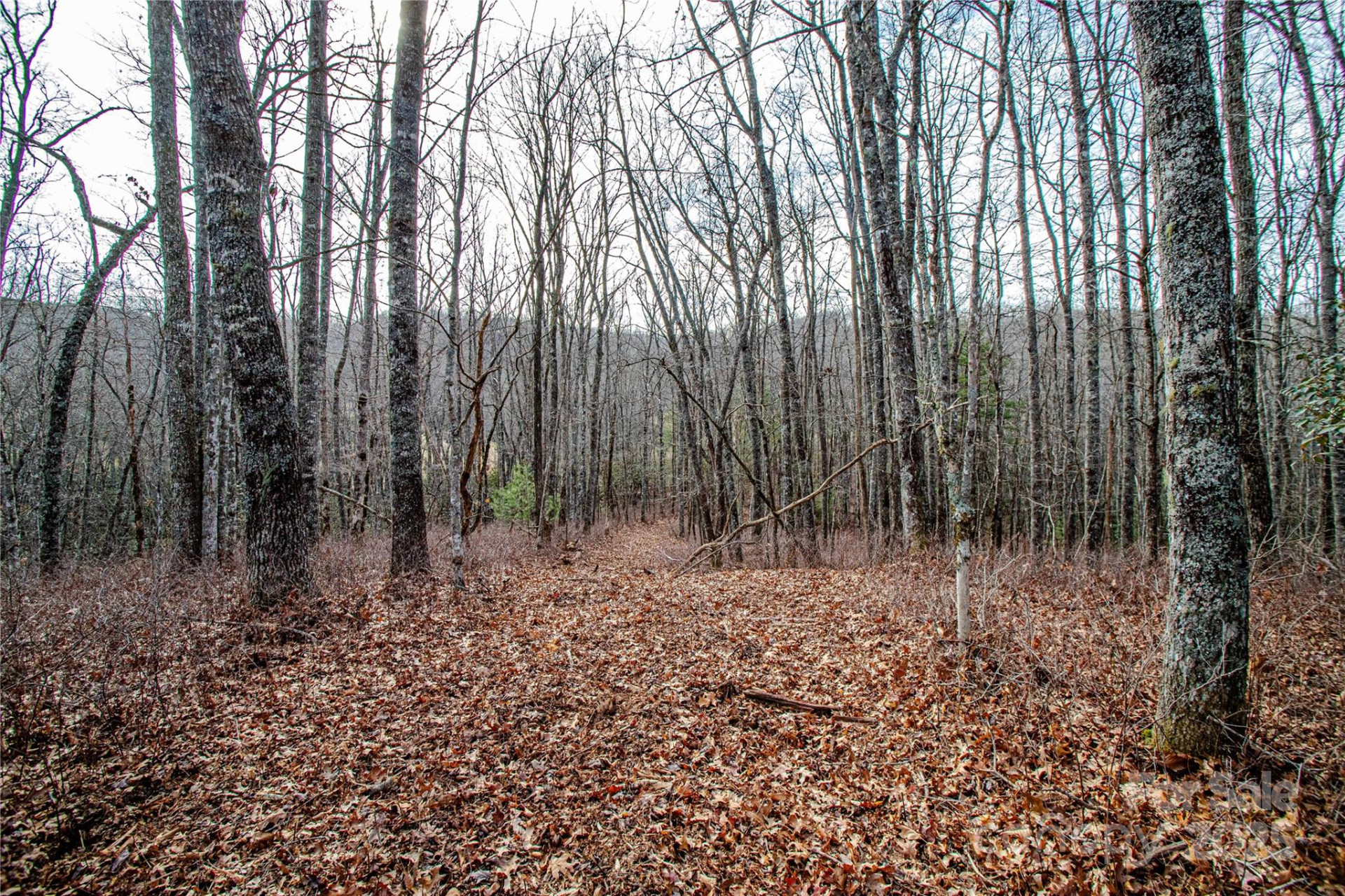 TBD Tannassee Creek Road - Photo 10