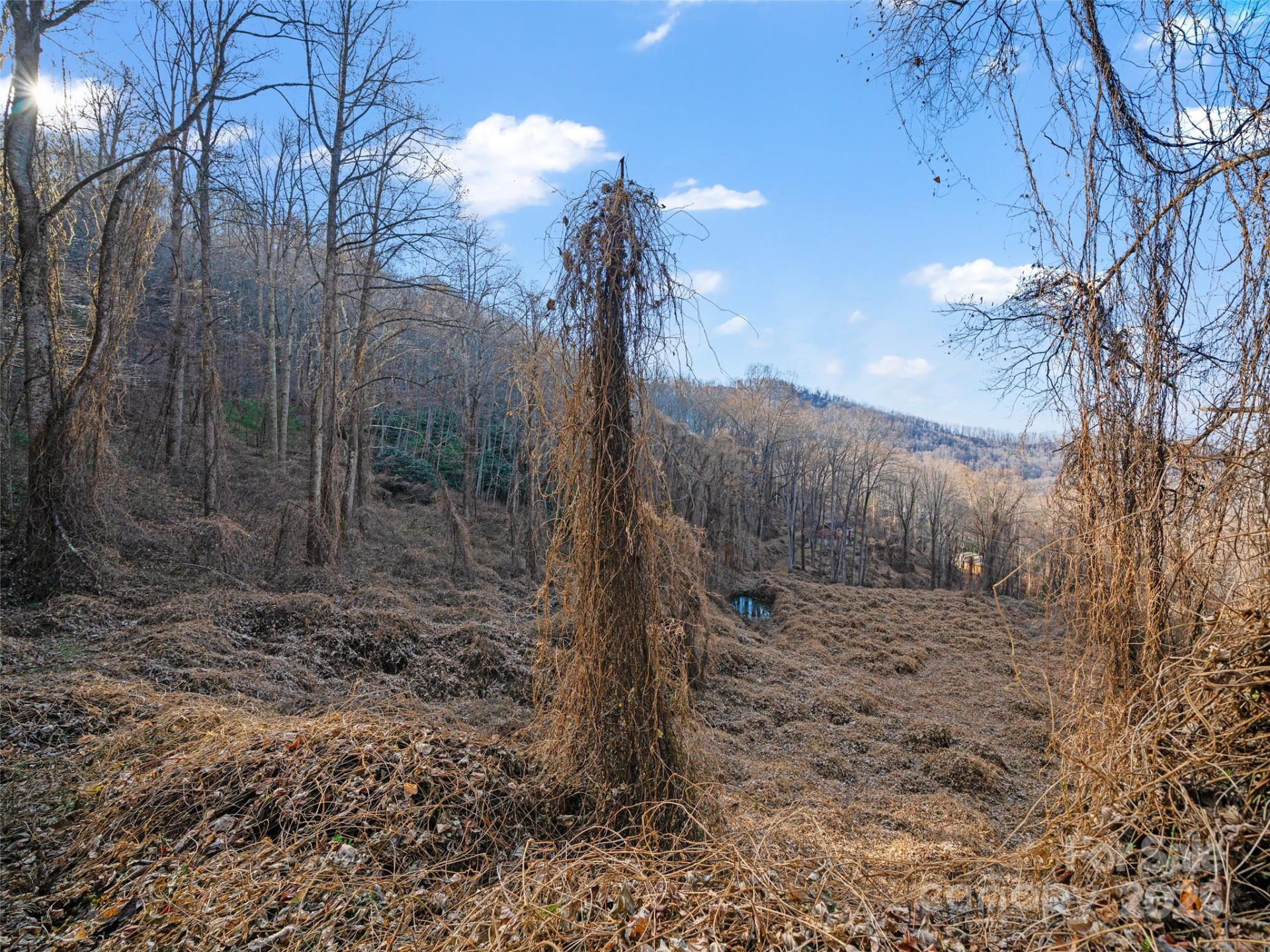 99999 Flora Rose Trail - Photo 13