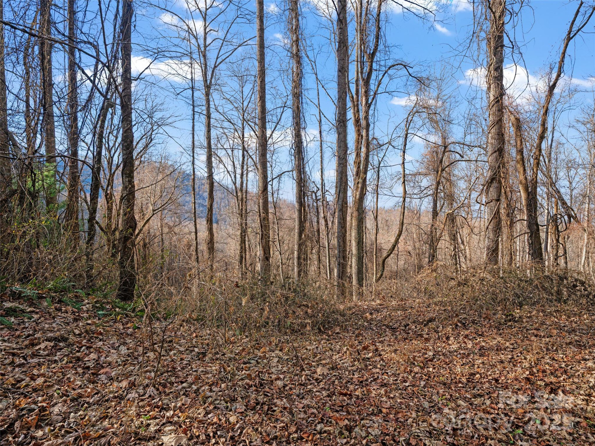 99999 Flora Rose Trail - Photo 4