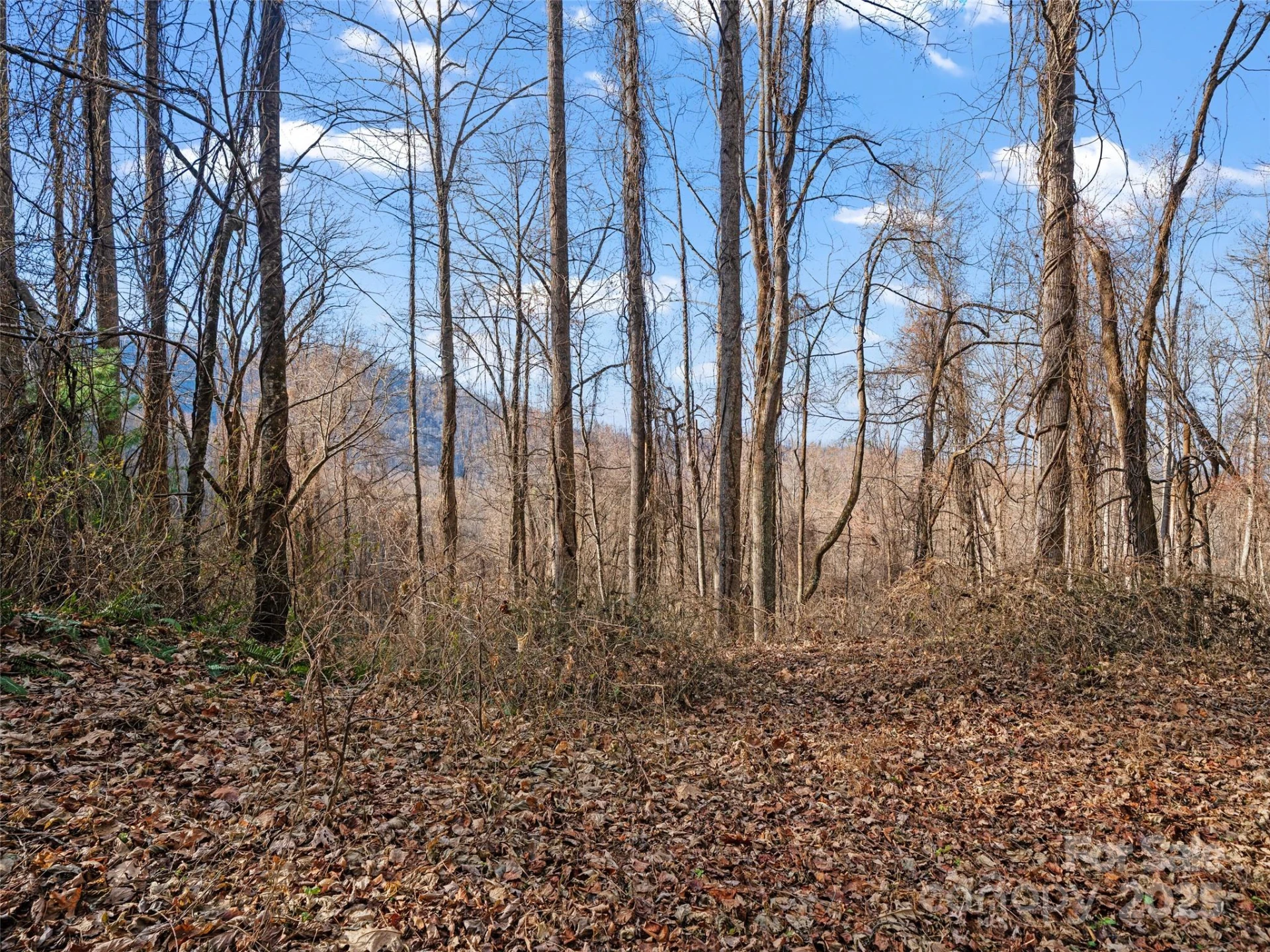 99999 Flora Rose Trail - Photo 4